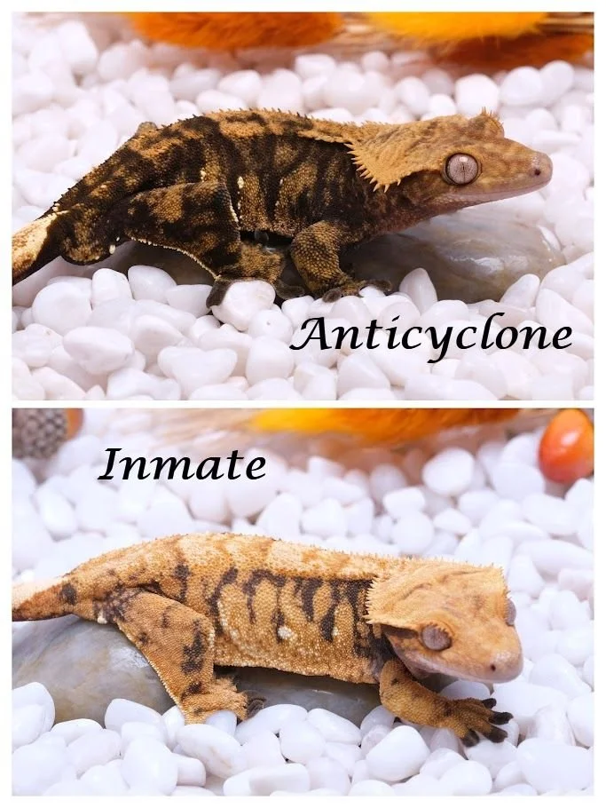 INMATE & ANTICYCLONE