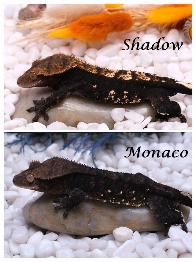 SHADOW & MONACO