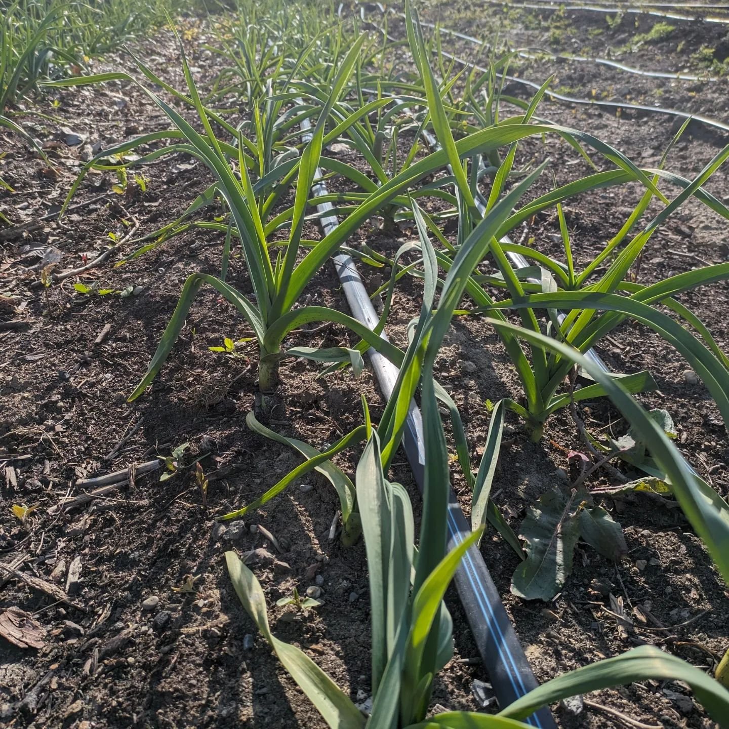 Happy Earth Day from this little corner of the earth we call Detroit! The earth gives us so many good things including garlic, beets, carrots, strawberries, chard, and peas.
If you would like some of these gifts we still have CSA shares available.
We