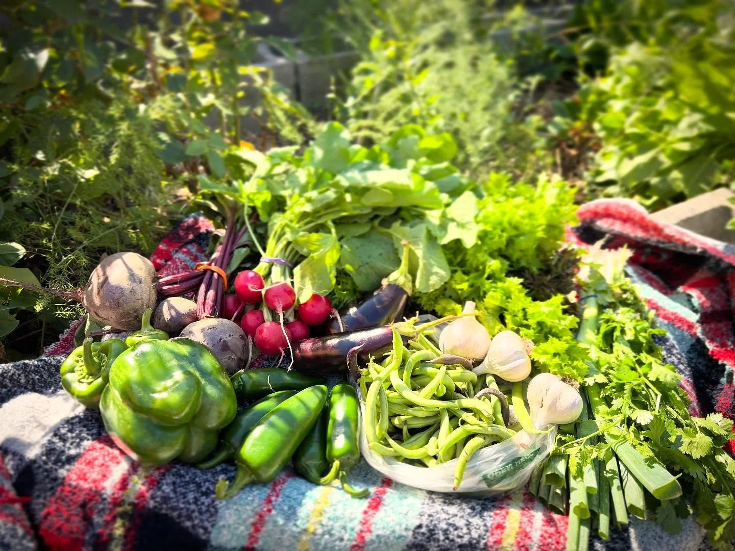 Here&rsquo;s a peak at this week&rsquo;s Farmers&rsquo; Choice Box!

Included in this week&rsquo;s box: Beets, Radishes, Mustard Greens, Cilantro, Garlic, Eggplant, Scallions, Green Beans, Jalape&ntilde;os, and Bell Peppers

#citycommonscsa #farmfres