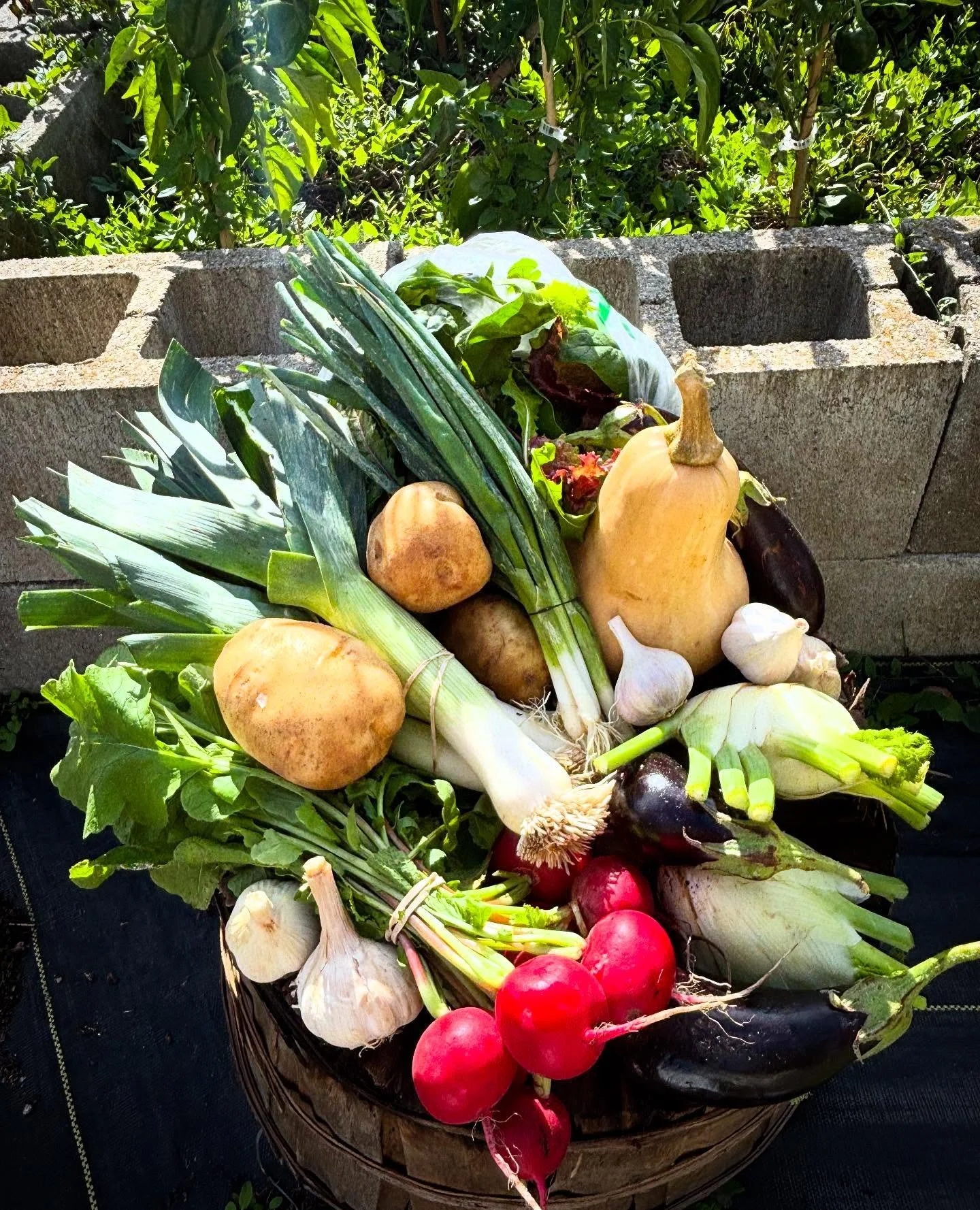 Thank you to everyone who made the 2025 CSA season a success! Our last Farmers Choice box of the year included: Butternut Squash, fennel bulb, Italian, eggplant, garlic, potatoes, radishes, scallions, leeks, and salad greens.

There&rsquo;s still one