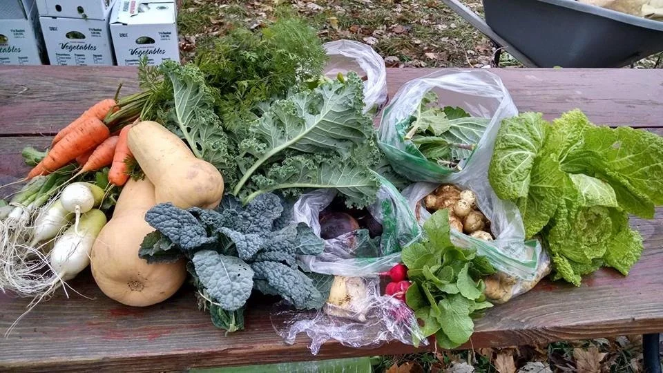 Last call for our November Bonus Thanksgiving share! Boxes will be available for pick up in either Detroit or Dearborn on November 21 or 22. These boxes are 2-3 times the size of our normal shares and will include fresh greens, popcorn, squash, potat