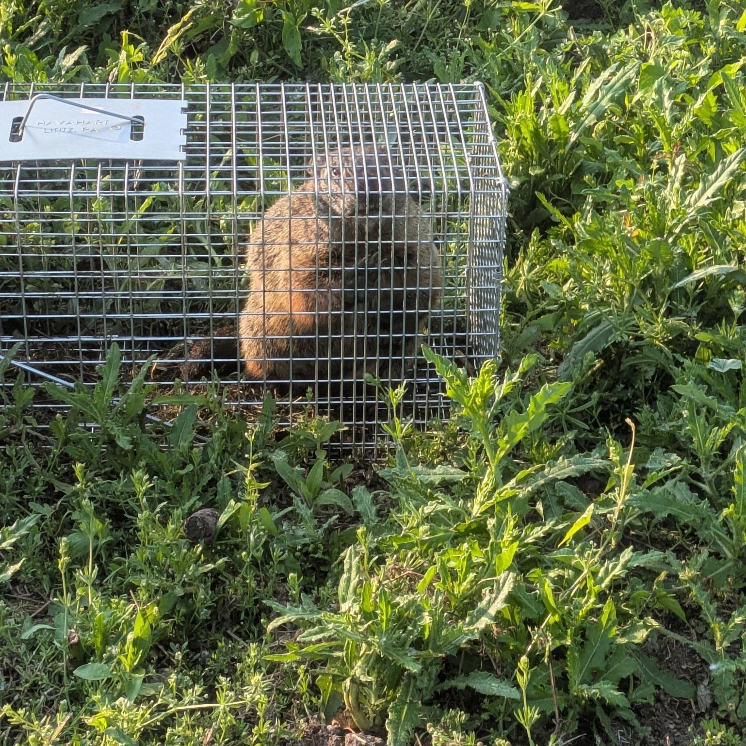We won't pretend to know anything about the weather prediction powers of ground hogs, but we do know how they can occasionally wipe out a bed of beets or other tasty veggies.

One of the great things about having a Community Supported Agriculture (CS
