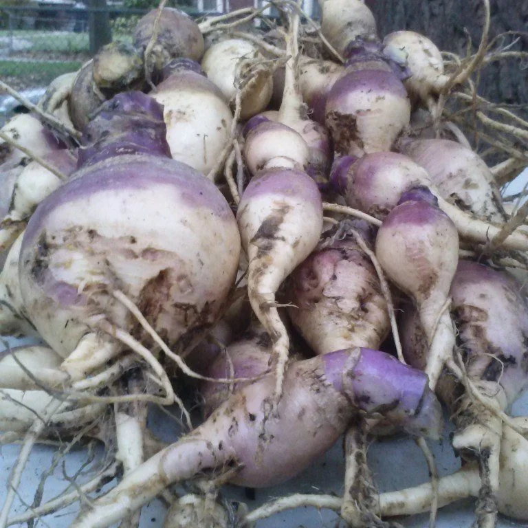 Someone mentioned a soup bowl? If you are looking to eat hearty stews all next winter, be sure you sign up for one of our Storage shares. This is a double+ sized box of produce for you to use all fall and into winter. Contents vary by year but usuall