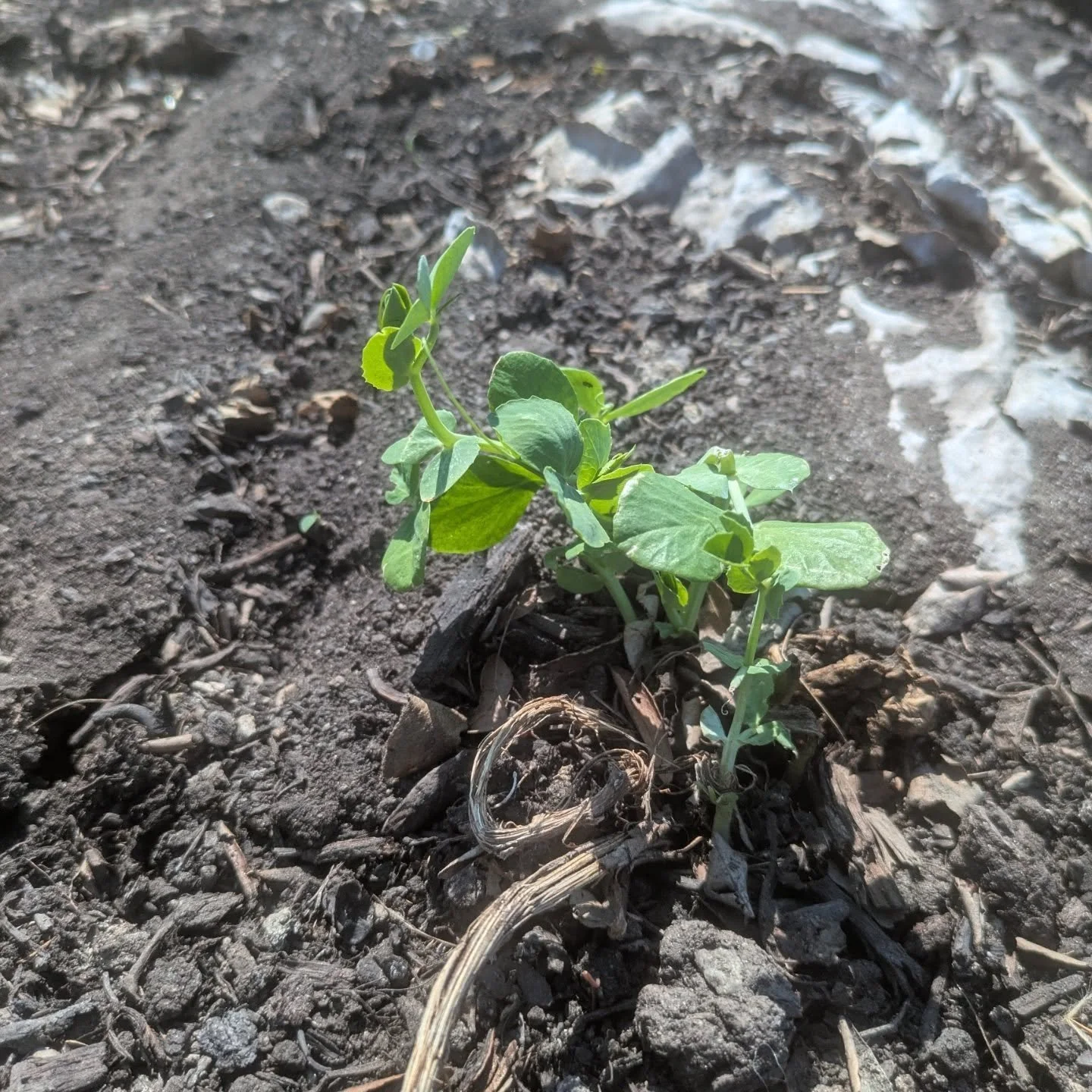 The cool weather crops are planted! Peas, strawberries, garlic, chard, kale, leeks, carrots, and more. All growing in the sunshine and rain. Only 51 days until the first CSA box. Are you signed up yet?
