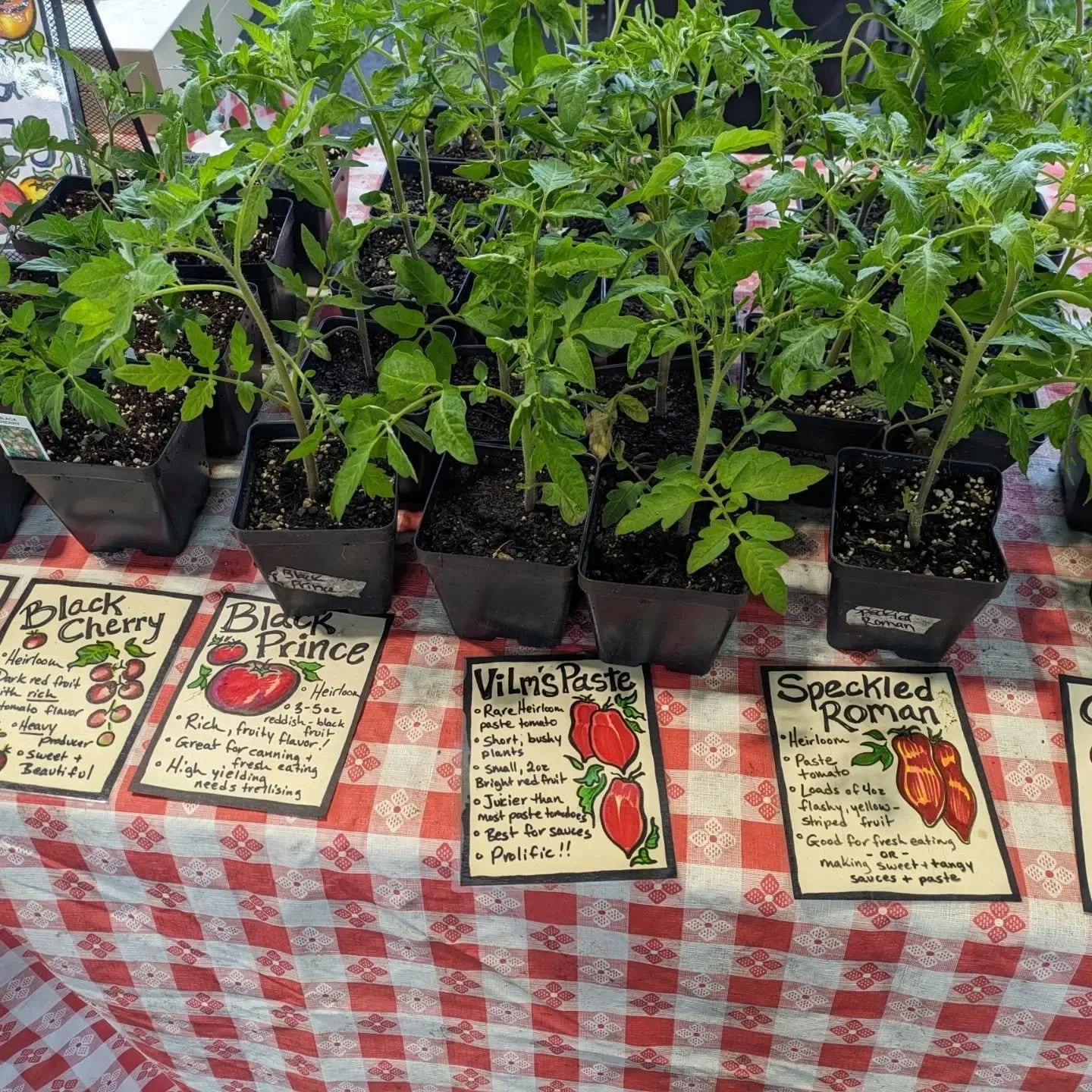 We are starting of a month of selling transplants and early season veggies at @easternmarket! Find us Saturday in Shed 4 (across from the Lemonade). We will have collard plants, tomato plants, green garlic, and scallions!

@cornwineoil_42n83w @candiw