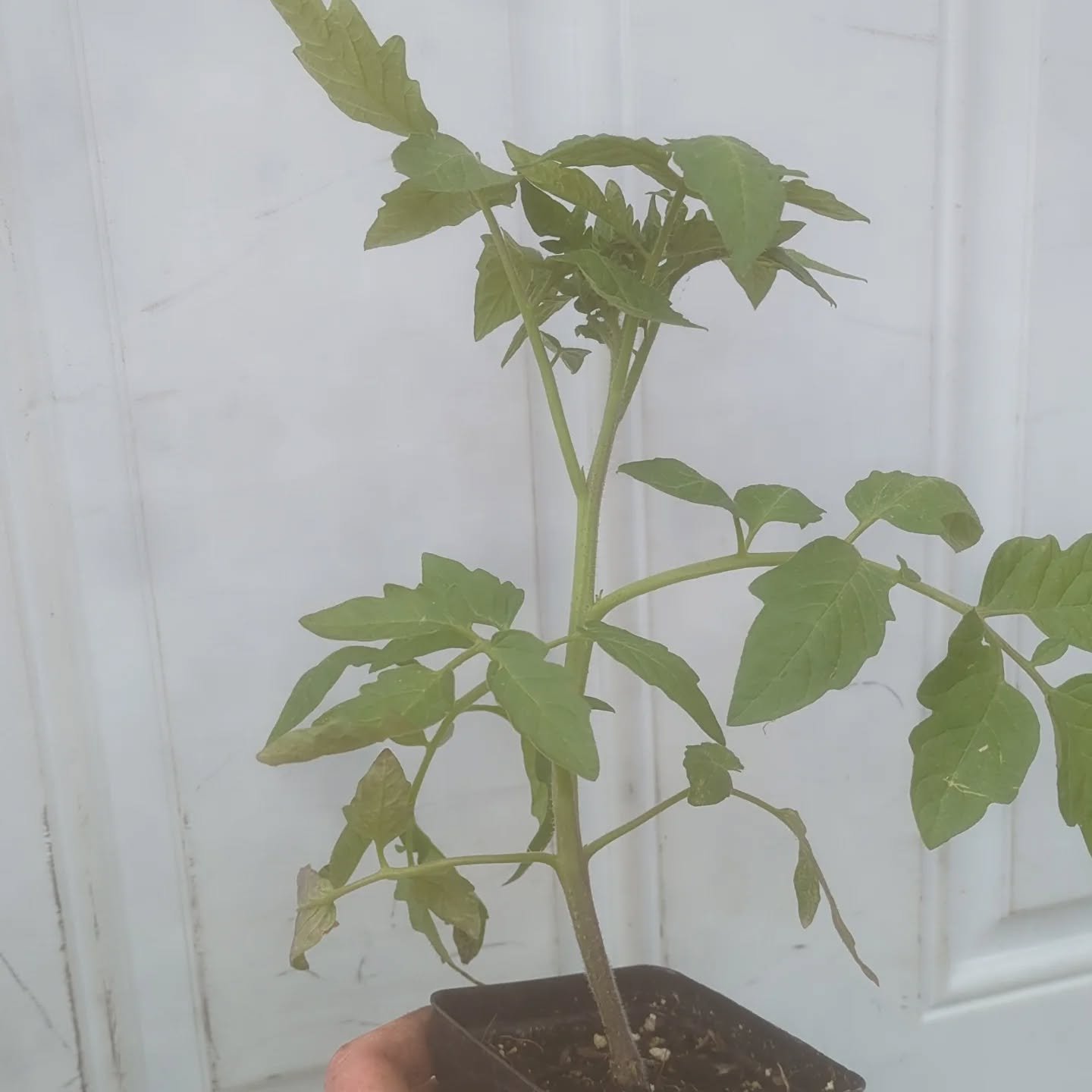 Get your mom a tomato plant! We will be in Shed 4 at @easternmarket with heirloom tomatoes and lots of other goodies