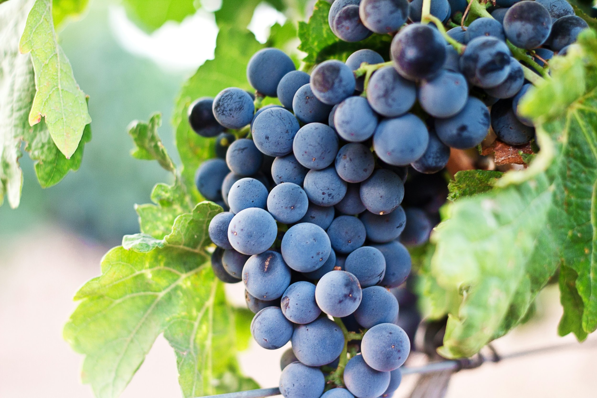 Purple Grapes