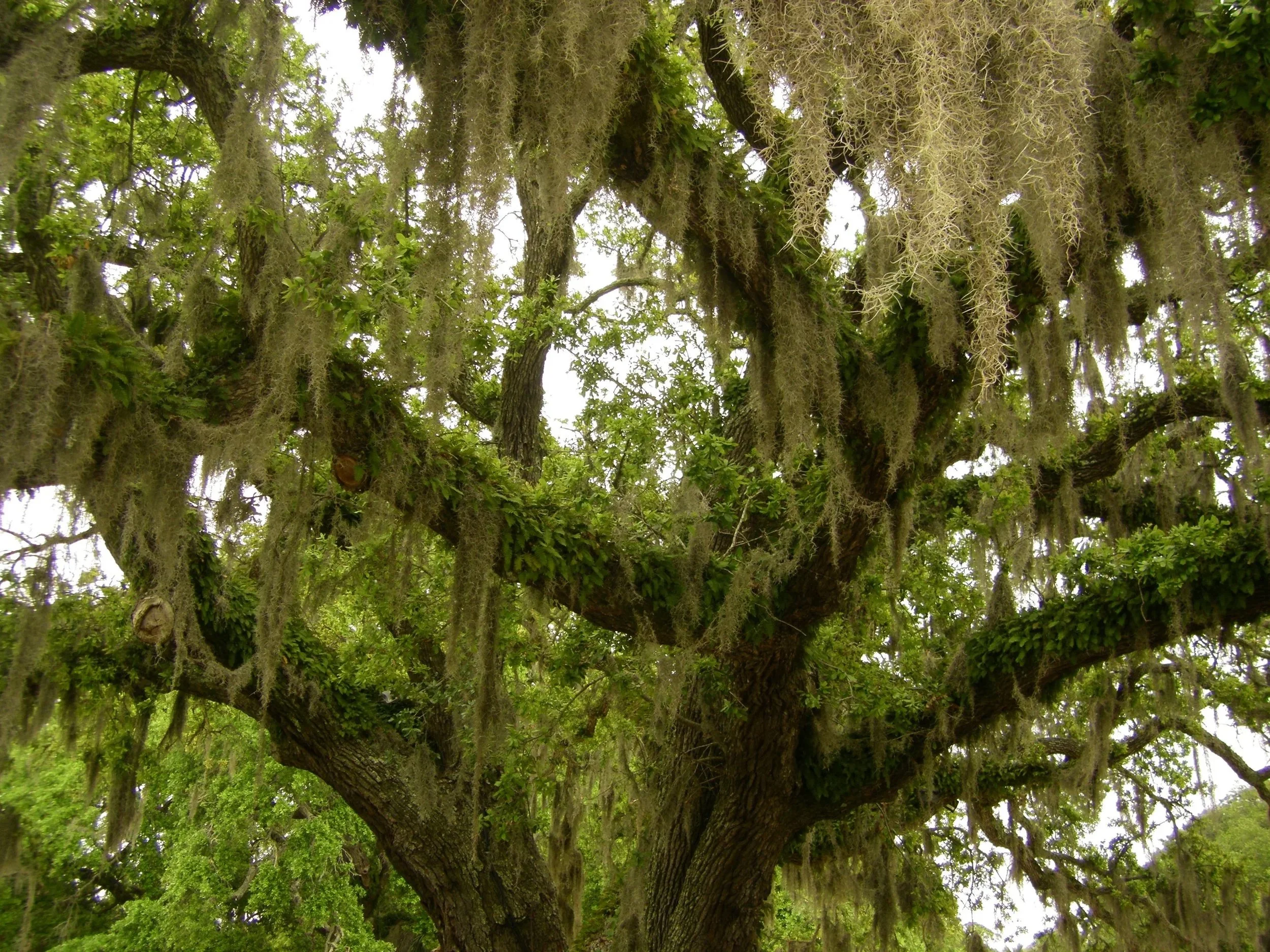 How a Lost Phone, Helped Me Find Myself: A Solo Traveler’s Adventure in Hilton Head and the Gullah South
