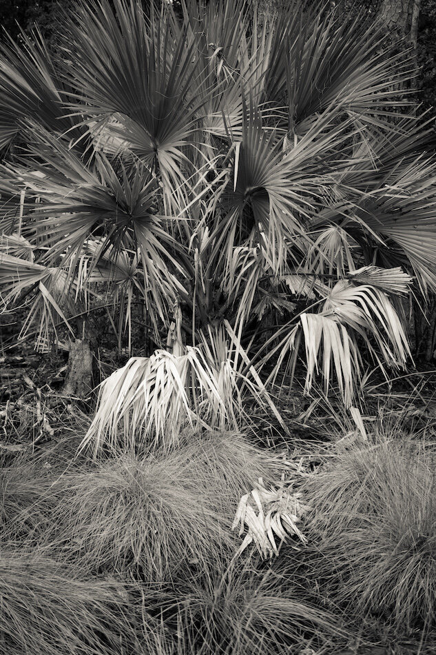 Palmetto 24.jpg