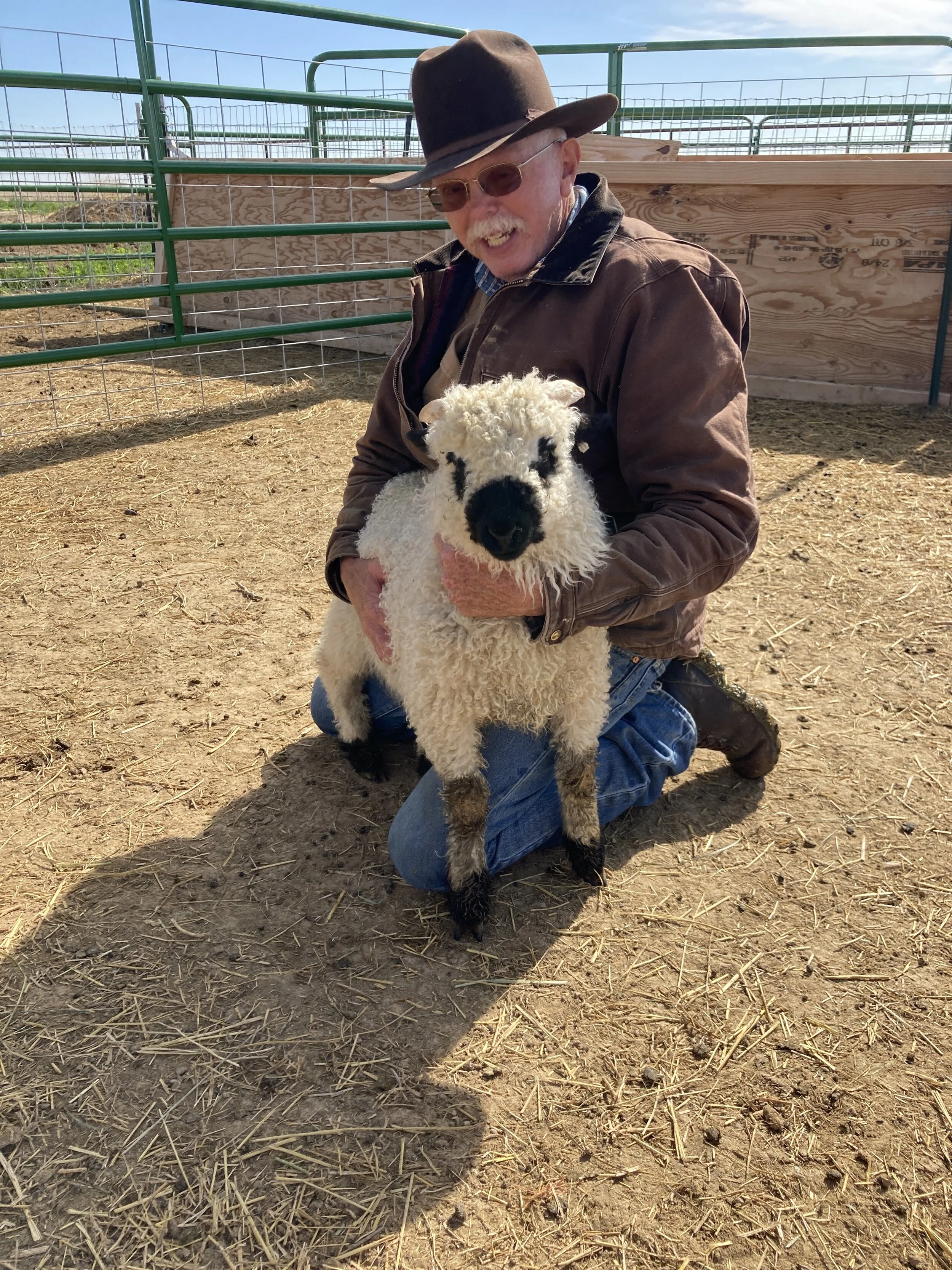 VBS - The Sheep — Davis Family Livestock