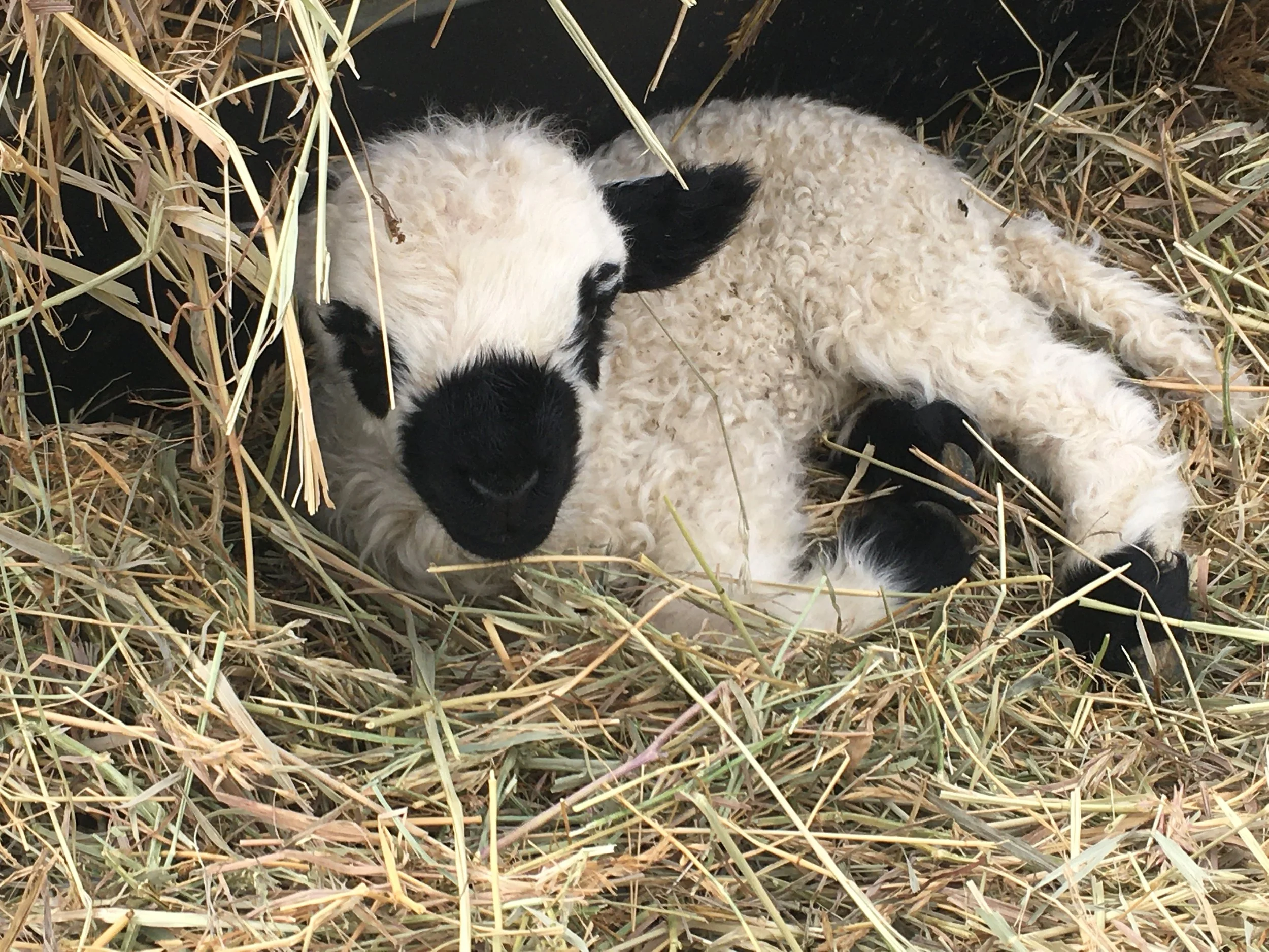 VBS - The Sheep — Davis Family Livestock