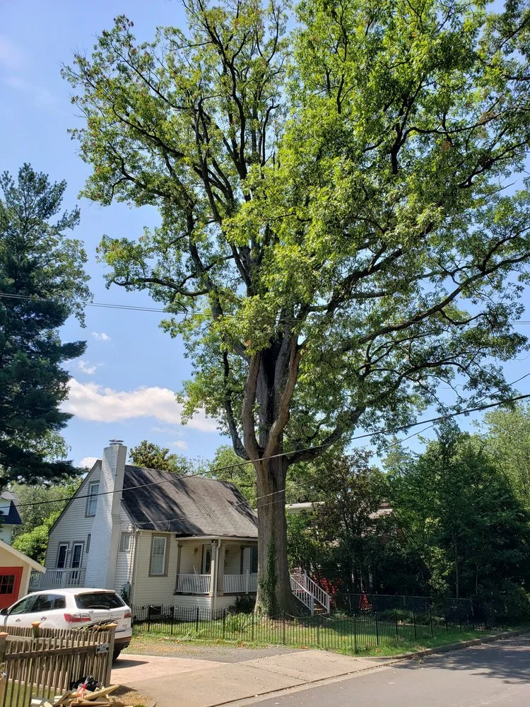 Irreplaceable Lyon Park Tree Destroyed