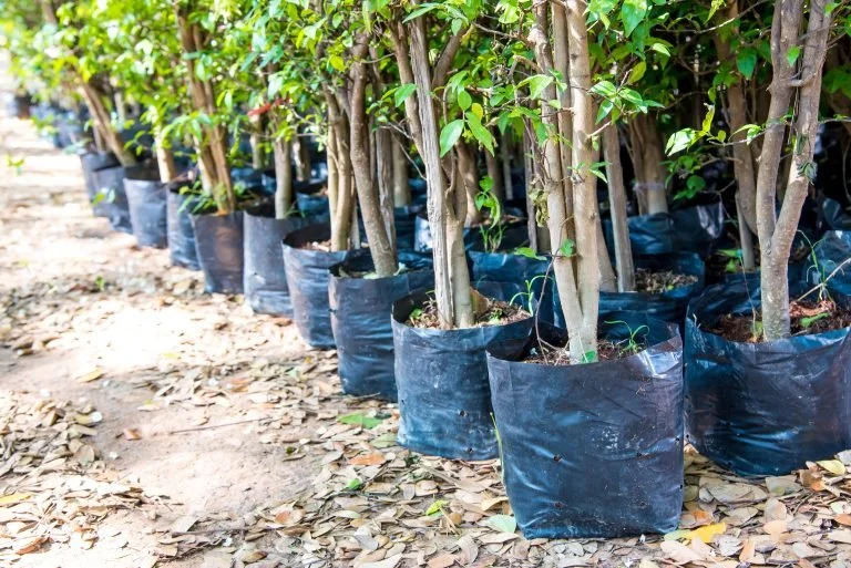 Four Volunteer Opportunities with Arlington’s Tree Canopy Fund!