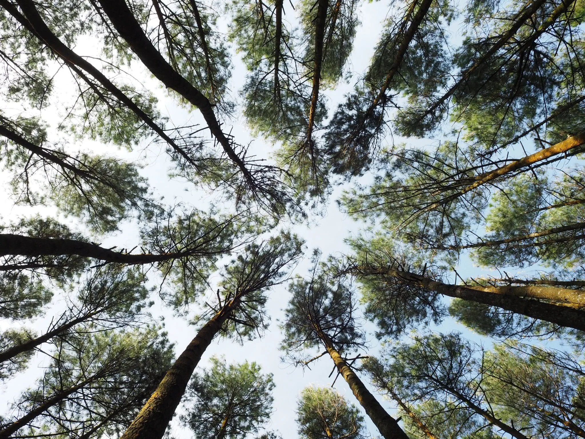 ATAG protests devastating impact of Missing Middle Framework on tree canopy