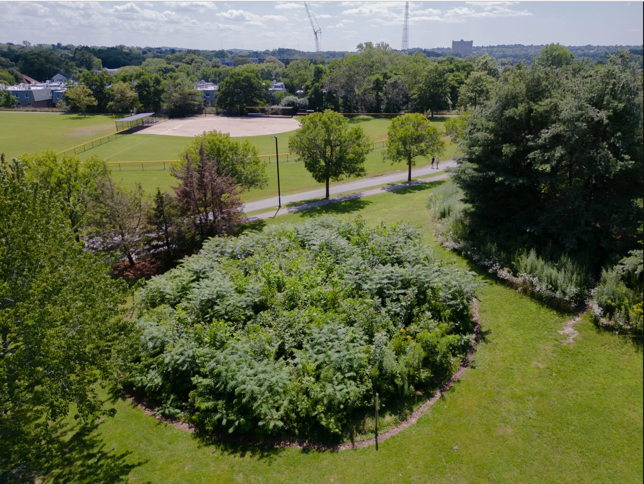 Tiny Forests Big Benefits