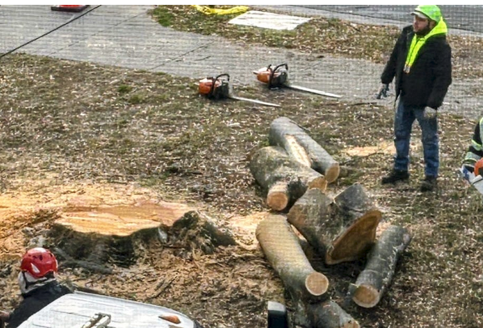 Unnecessary Slaughter of Iconic Tree 