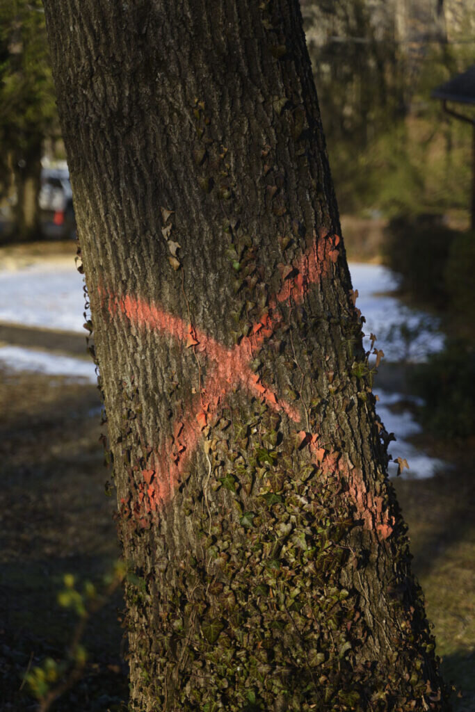Is this tree marked for destruction or to be saved?