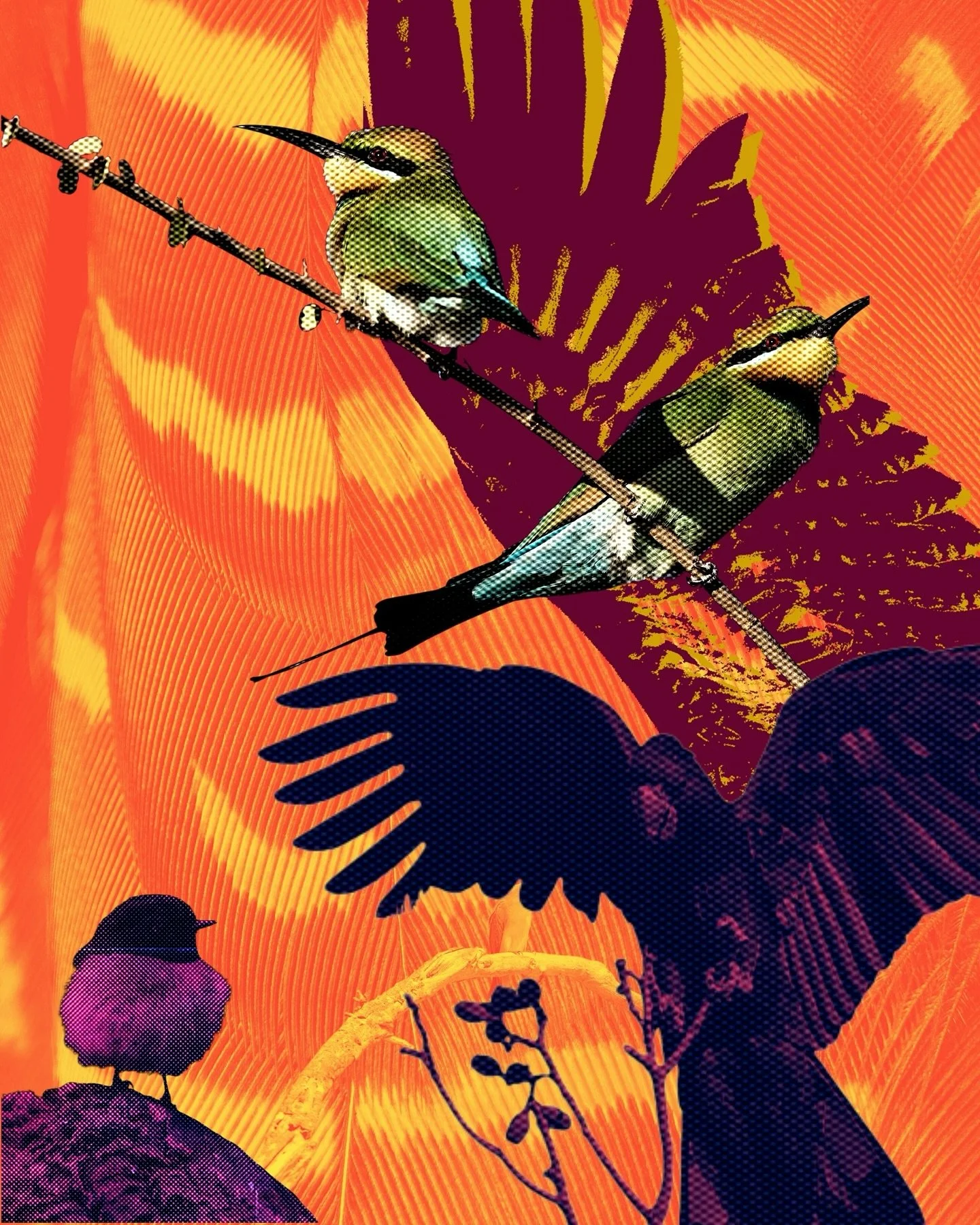 The Australian Bird of the Year is ….. 🥁