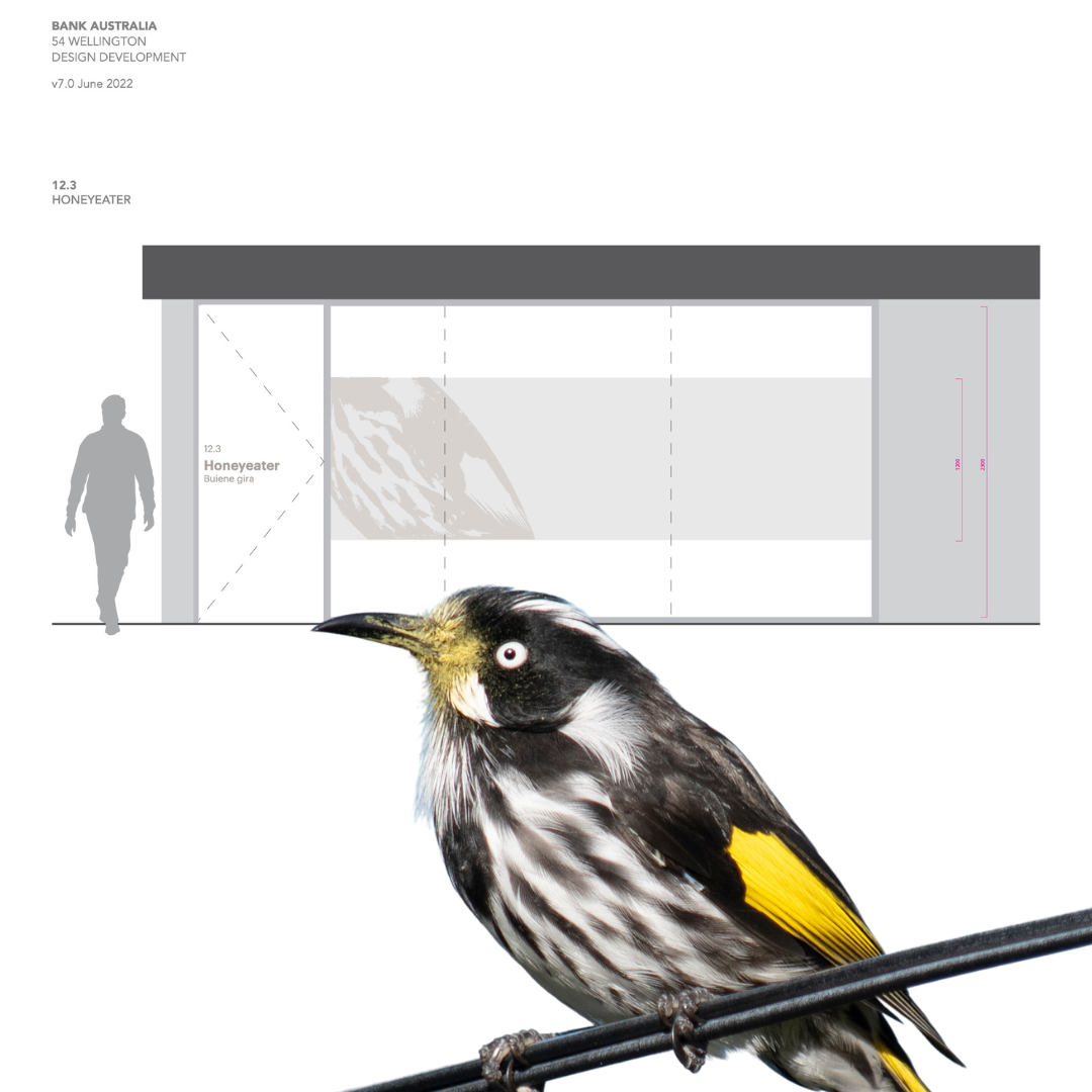 Image of a Honeyeater whose plumage was used as one of many native animals to accent the office interior.