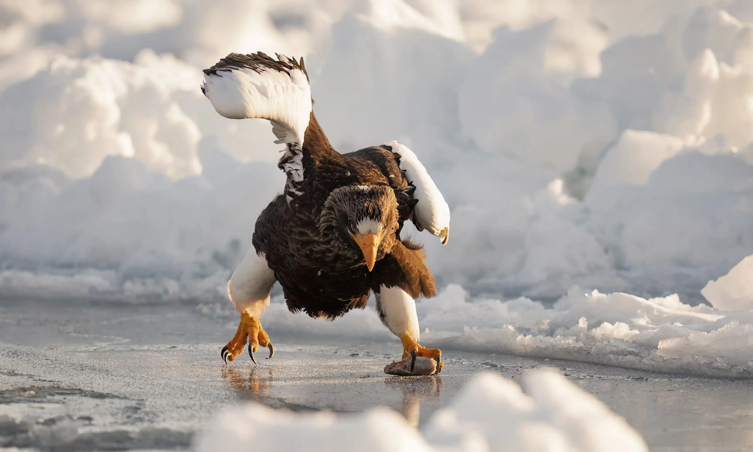 A mountain eagle stands on ice with a fish in its talons, surrounded by snow and ice chunks.