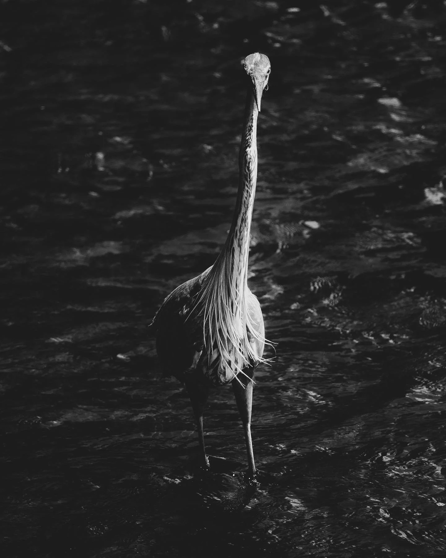 /Ardea herodias
.
.
.
.
.
#photography #nature #naturephotography #naturephotographer #sonyphotography #wildlifephotography #birdphotography #birdwatching #heron #blueheron