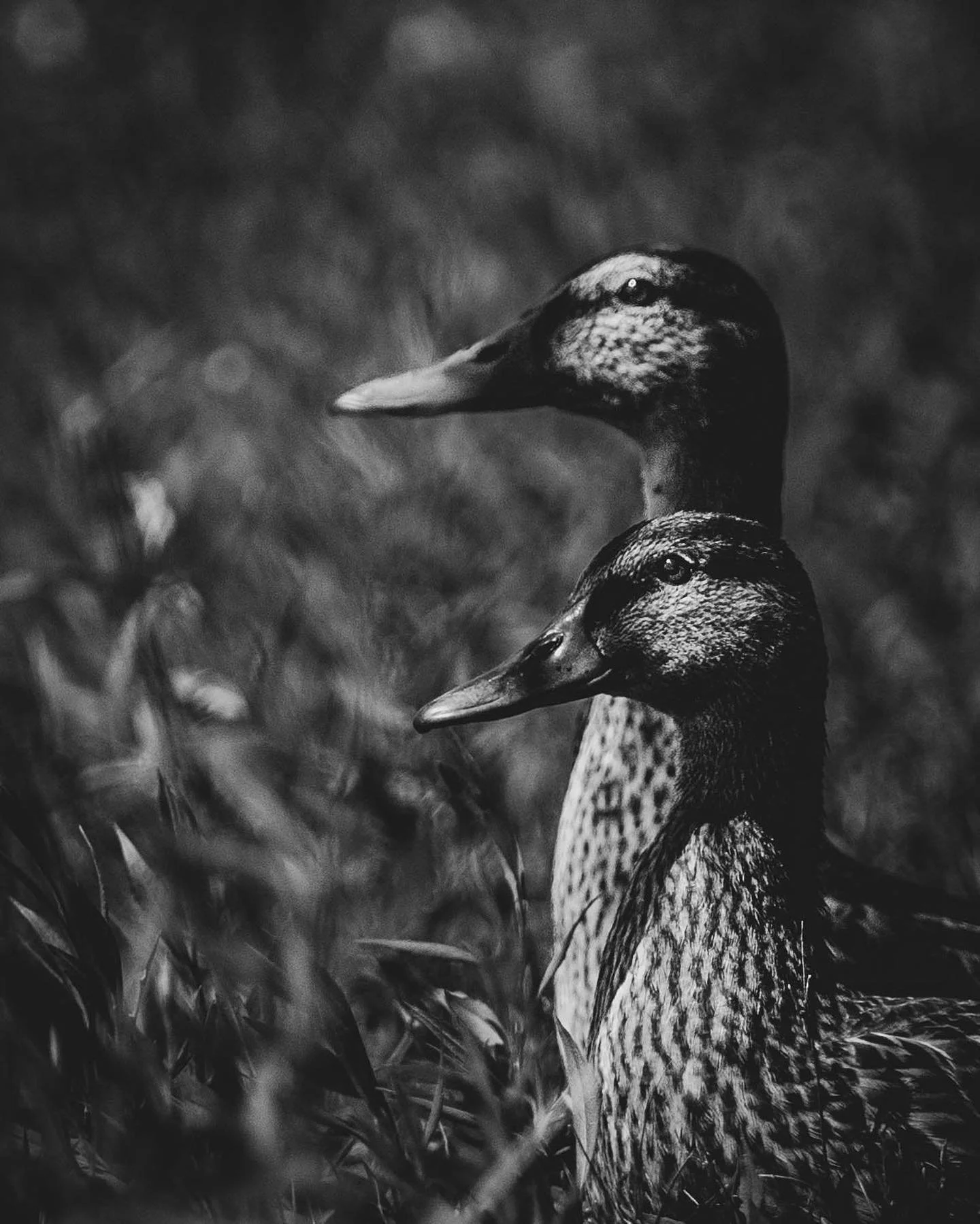 /Anas platyrhynchos
.
.
.
.
.
#photography #nature #naturephotography #naturephotographer #sonyphotography #wildlifephotography #wildlife #wildlifephotographer #wildlifeconservation#conservationphotography #observedontdisturb #bird #birdphotography #