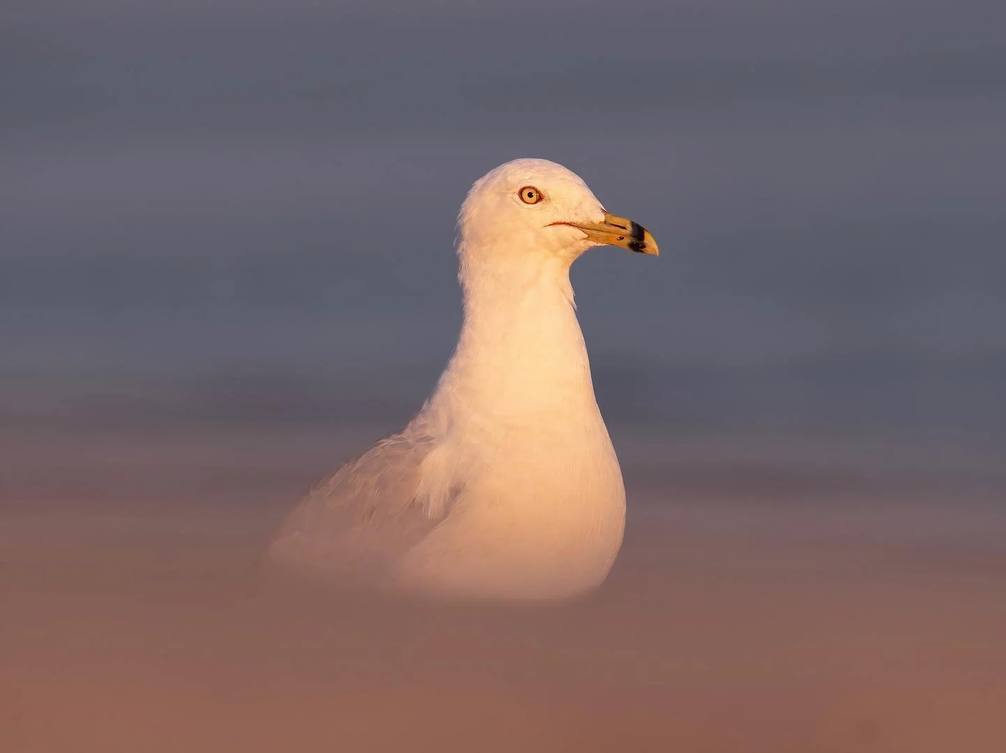 Larus argentatus
.
.
.
.
.
#wildlifephotography #wildlifephotographer #sonyalpha #sonyalphafemale #herringgull #sharecangeo #wildlife #birds