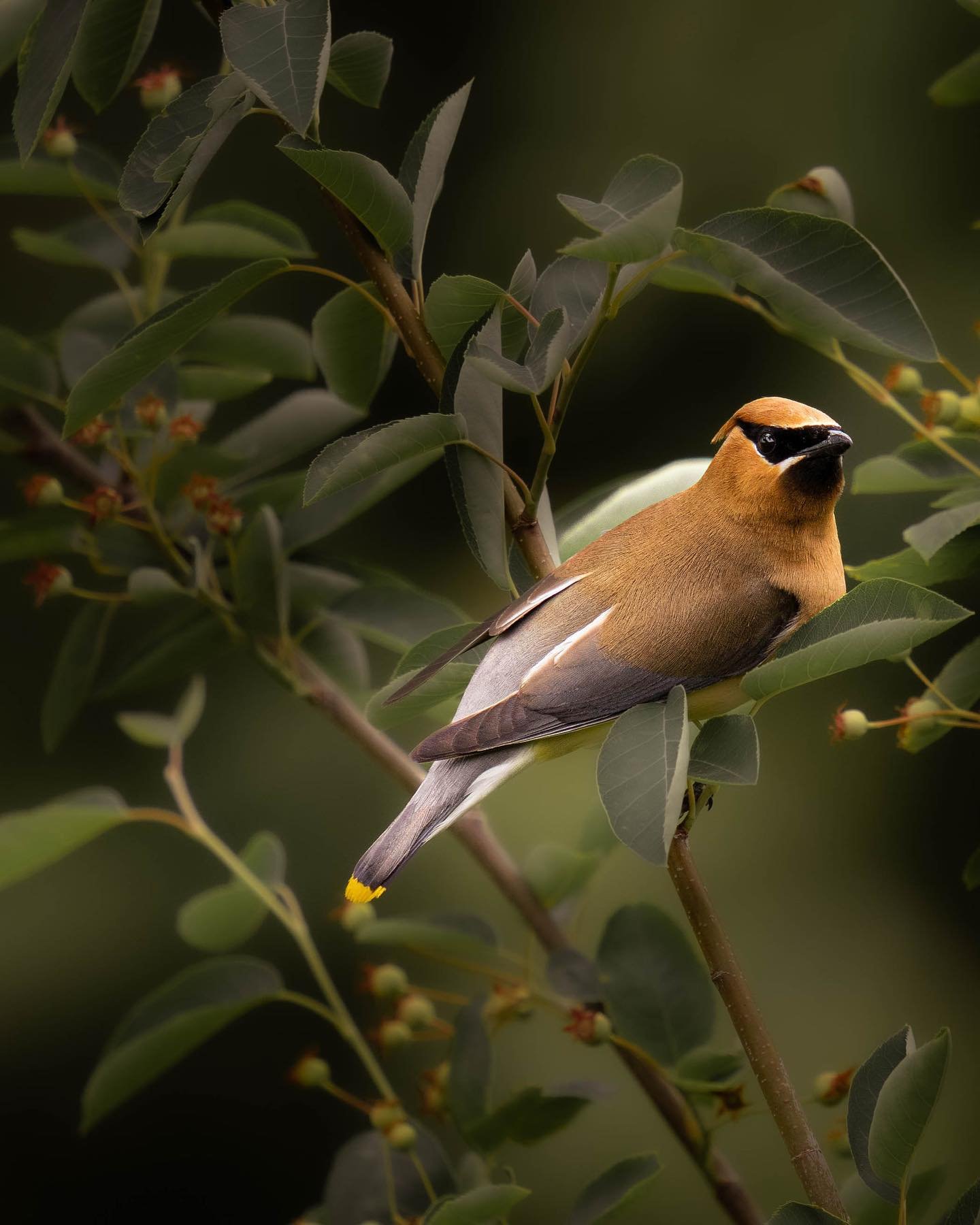 /Bombycilla cedrorum
.
.
.
.
.
#photography #nature #naturephotography #sonyalpha #birdphotography #birds #sharecangeo #wildlife