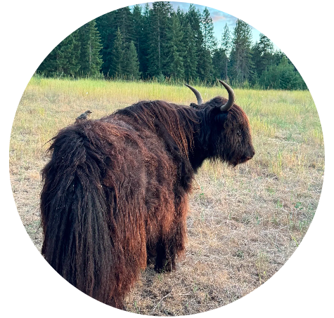 Screen Shot 2026-04-07 at 12.00.32 PM.png