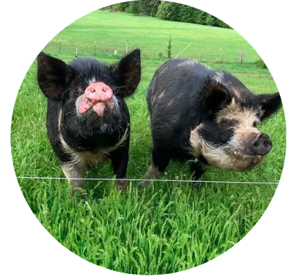 Screen Shot 2026-04-07 at 12.01.09 PM.png