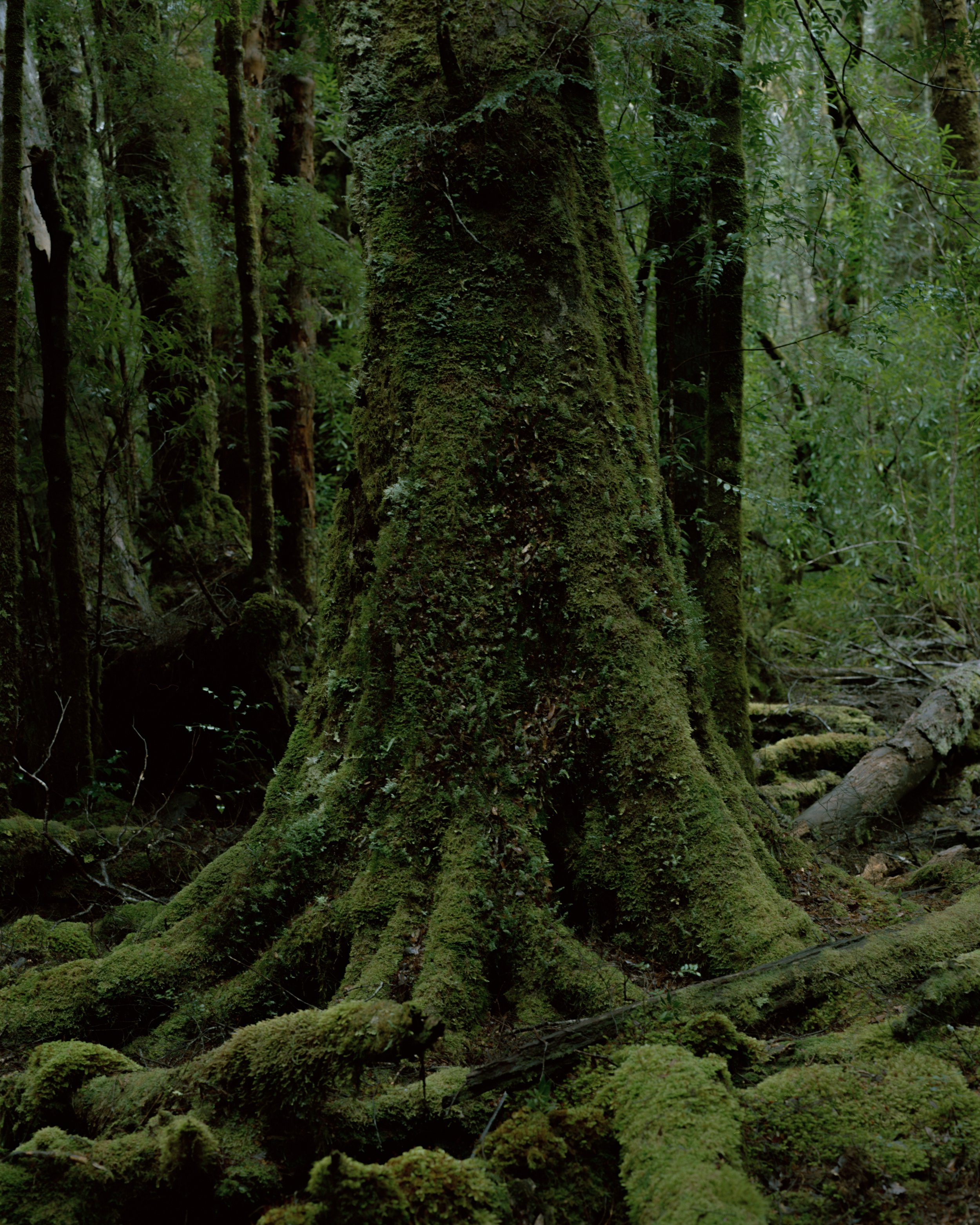 understory i