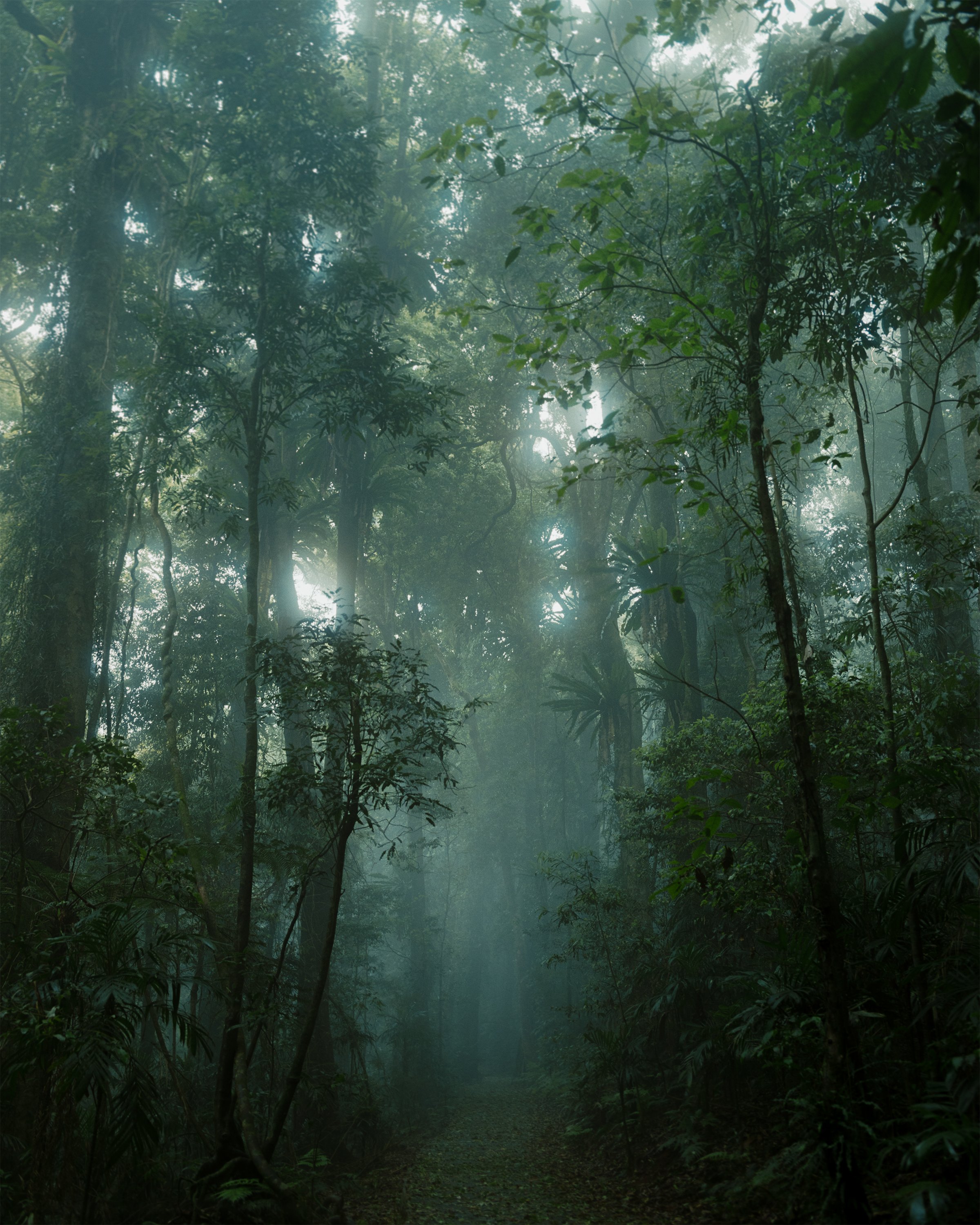 dorrigo i
