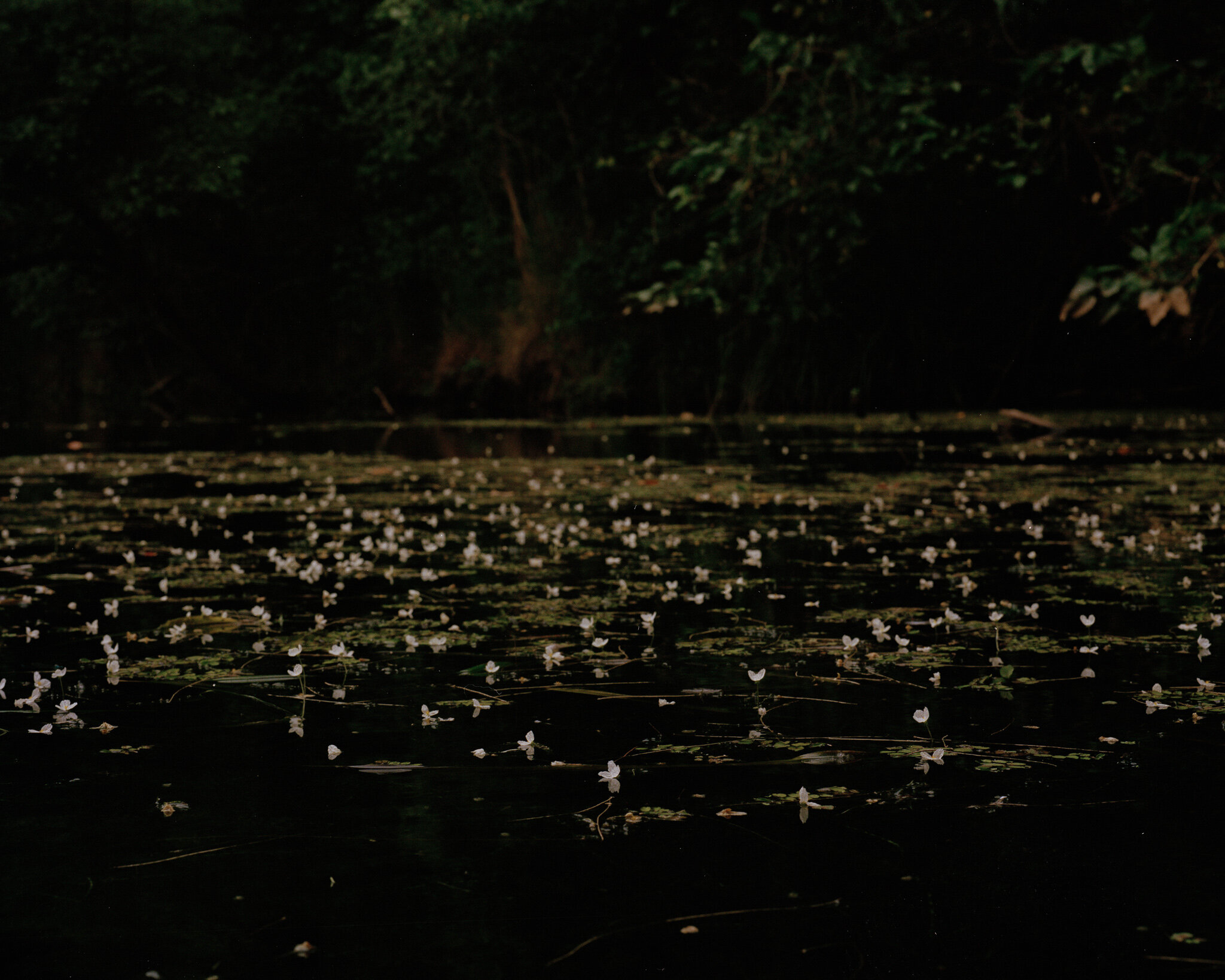 nepean lagoons, black summer ii