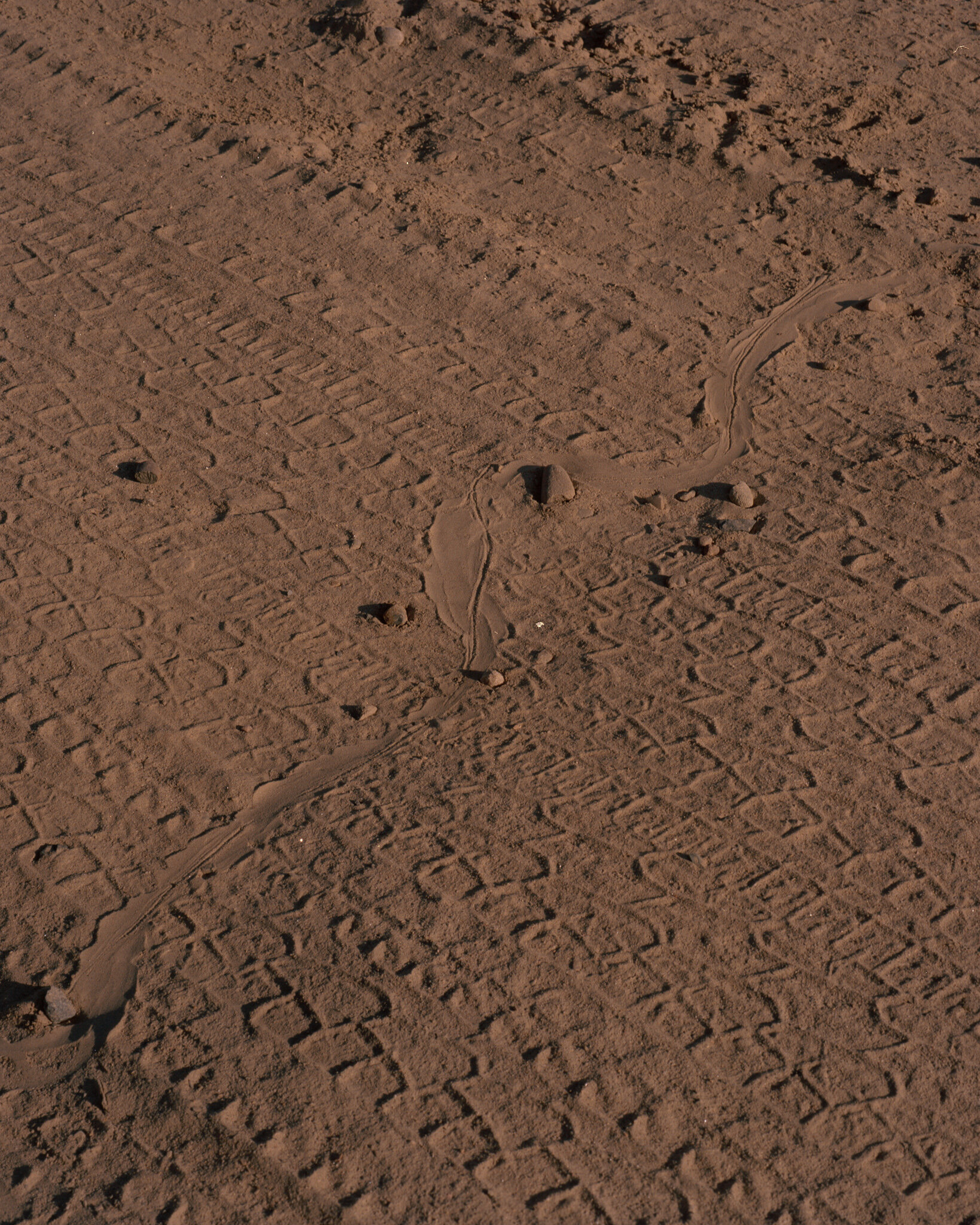 snake mark