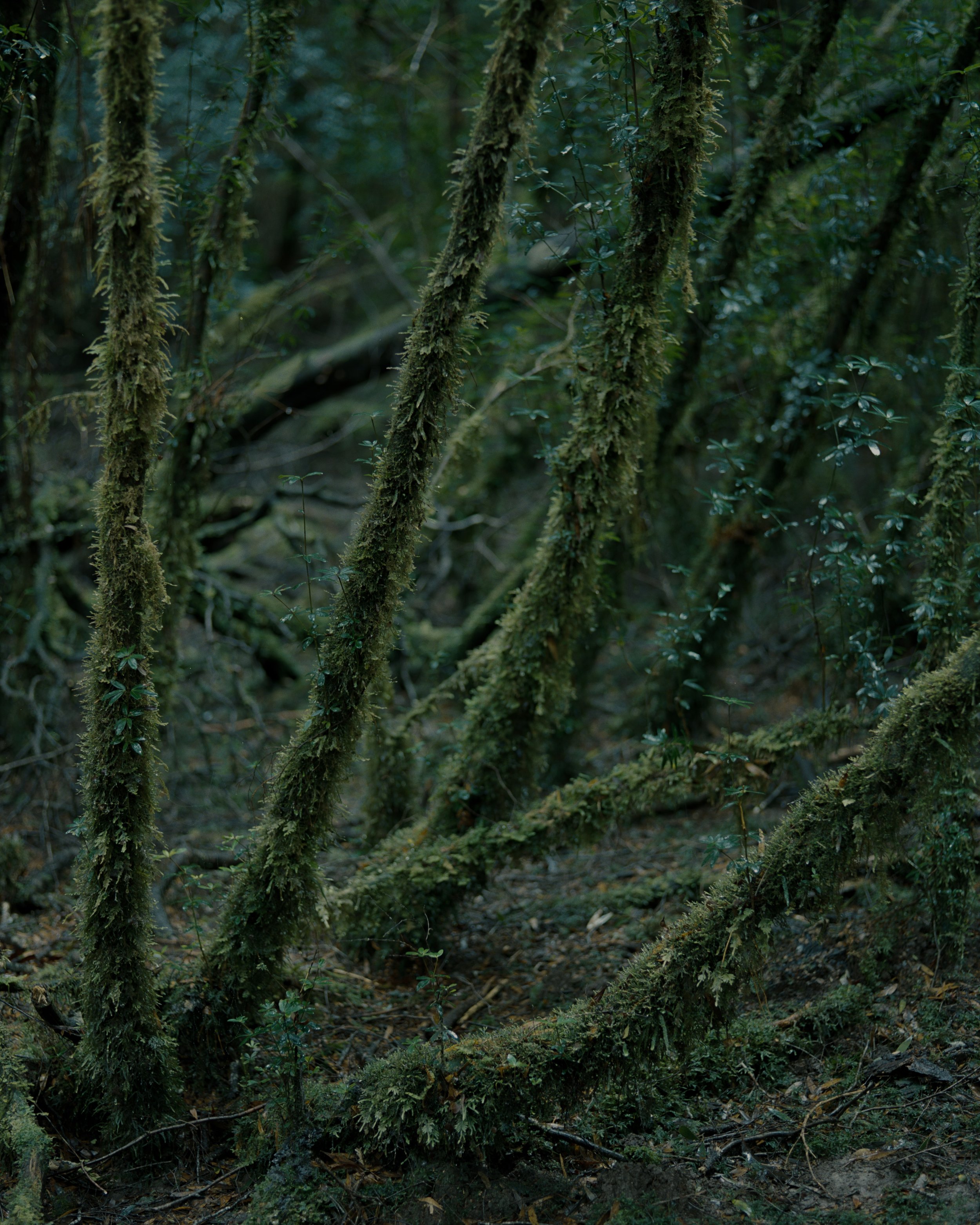 understory ii