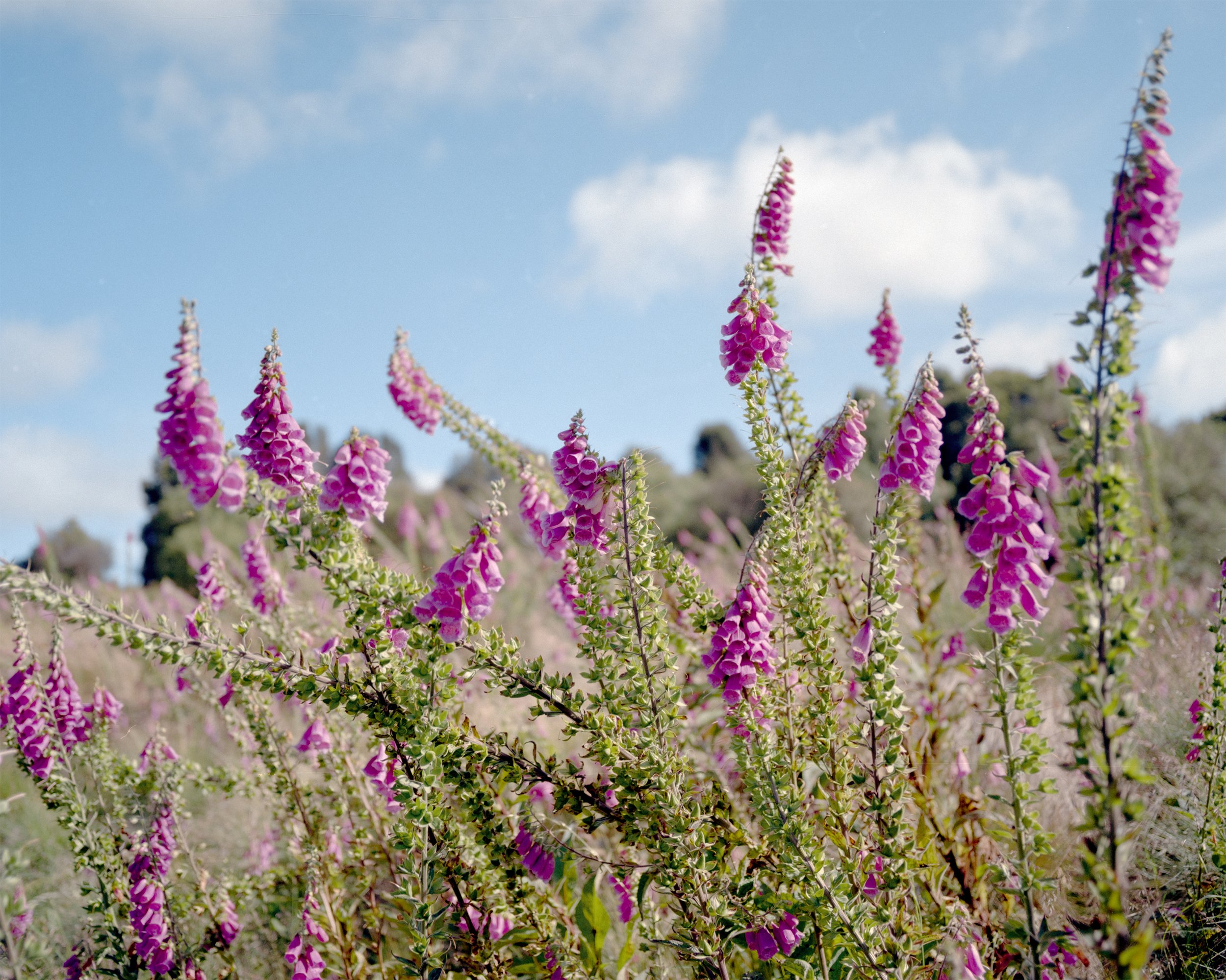 foxgloves i
