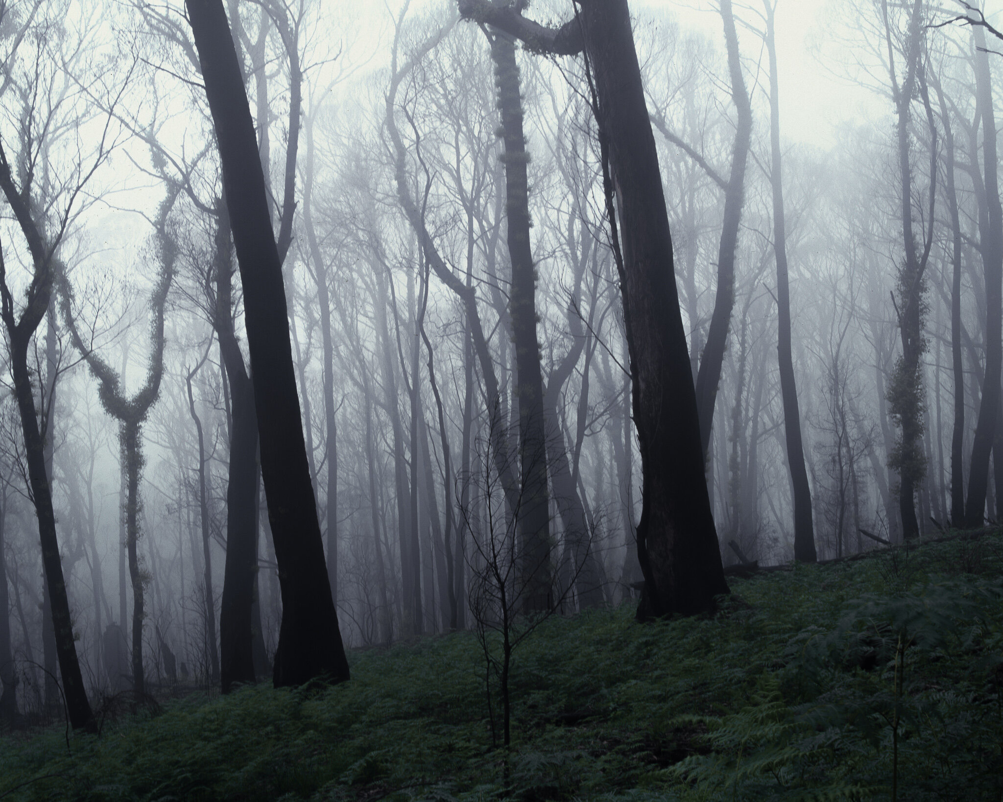 mount banks i