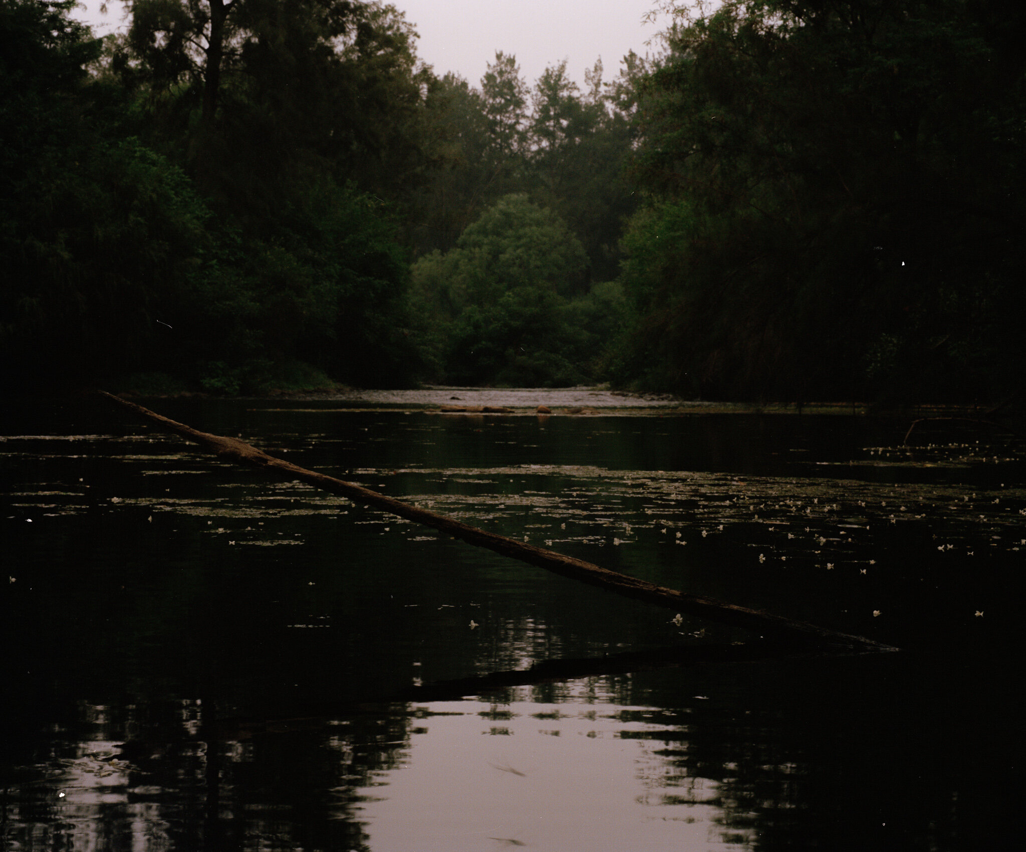 nepean lagoons, black summer i