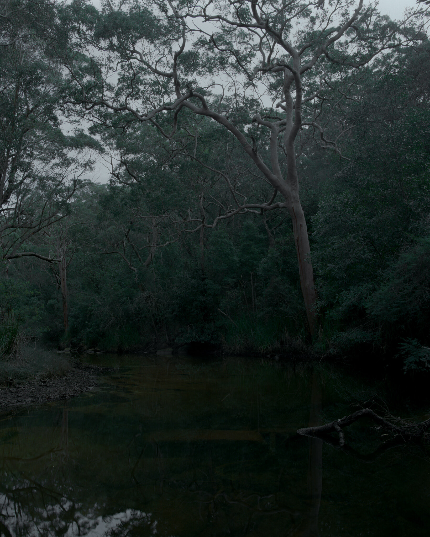 cabbage tree creek i