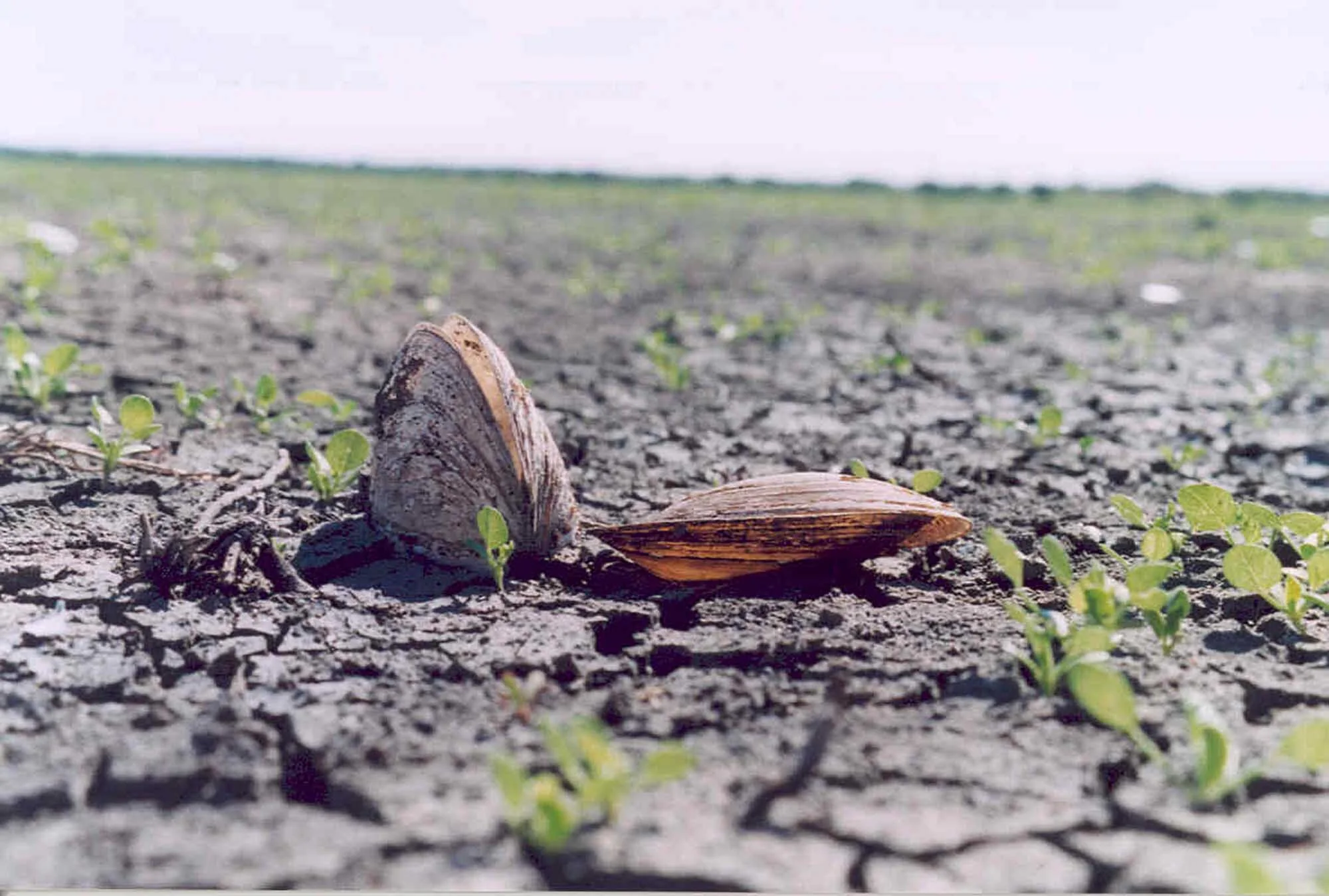 Mussels on Clear Lake sml.jpg