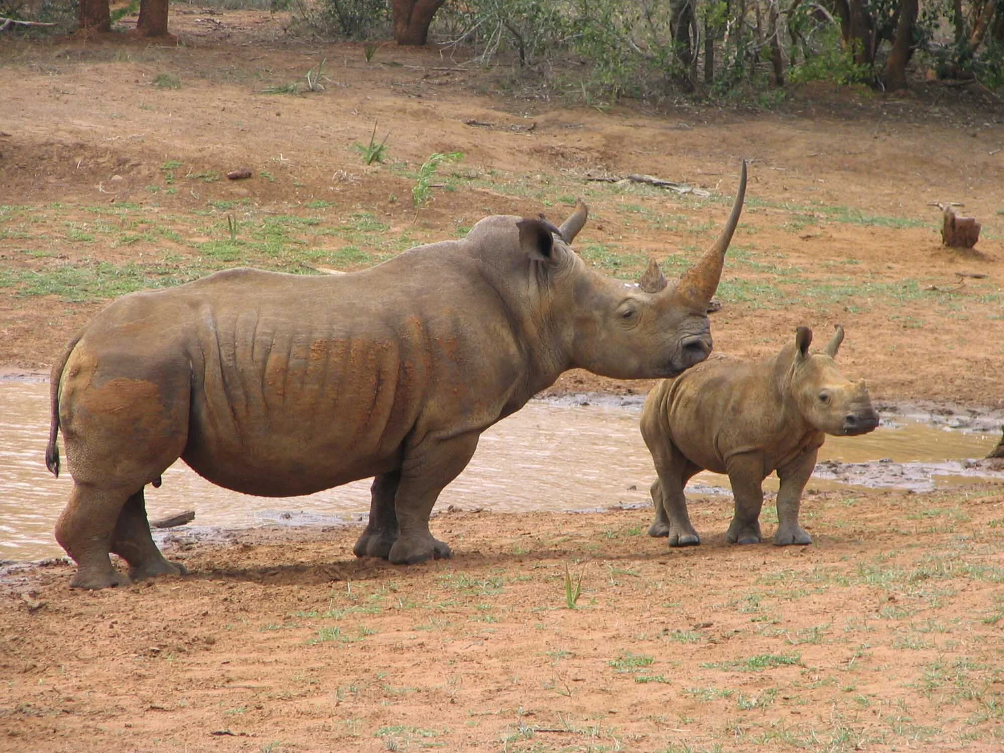 Rhinos sml.jpg