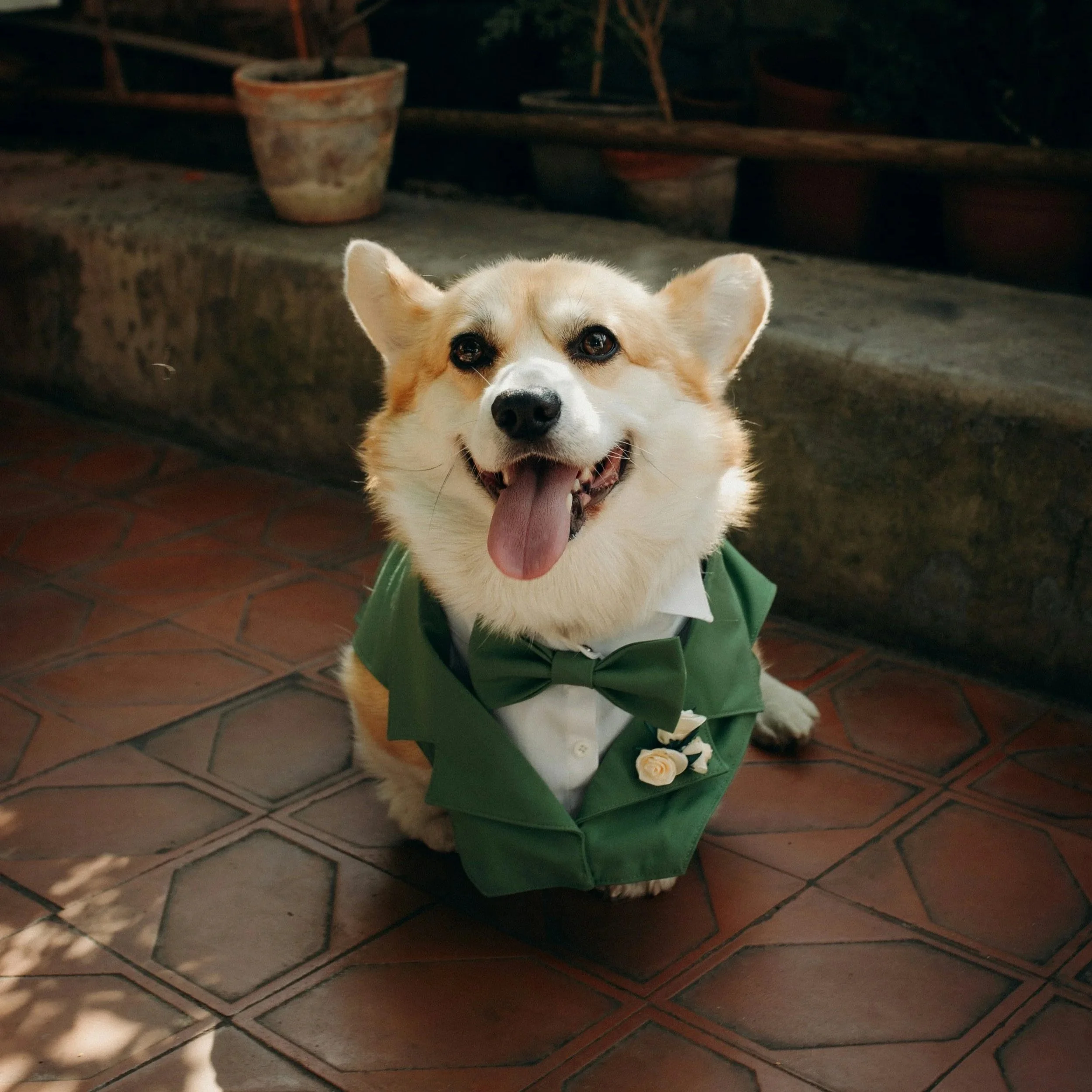 A happy Corgi sitting on a tiled patio wearing a dapper green wedding suit, white collar, and bowtie, showcasing professional dog wedding assistant services in Vancouver, BC.