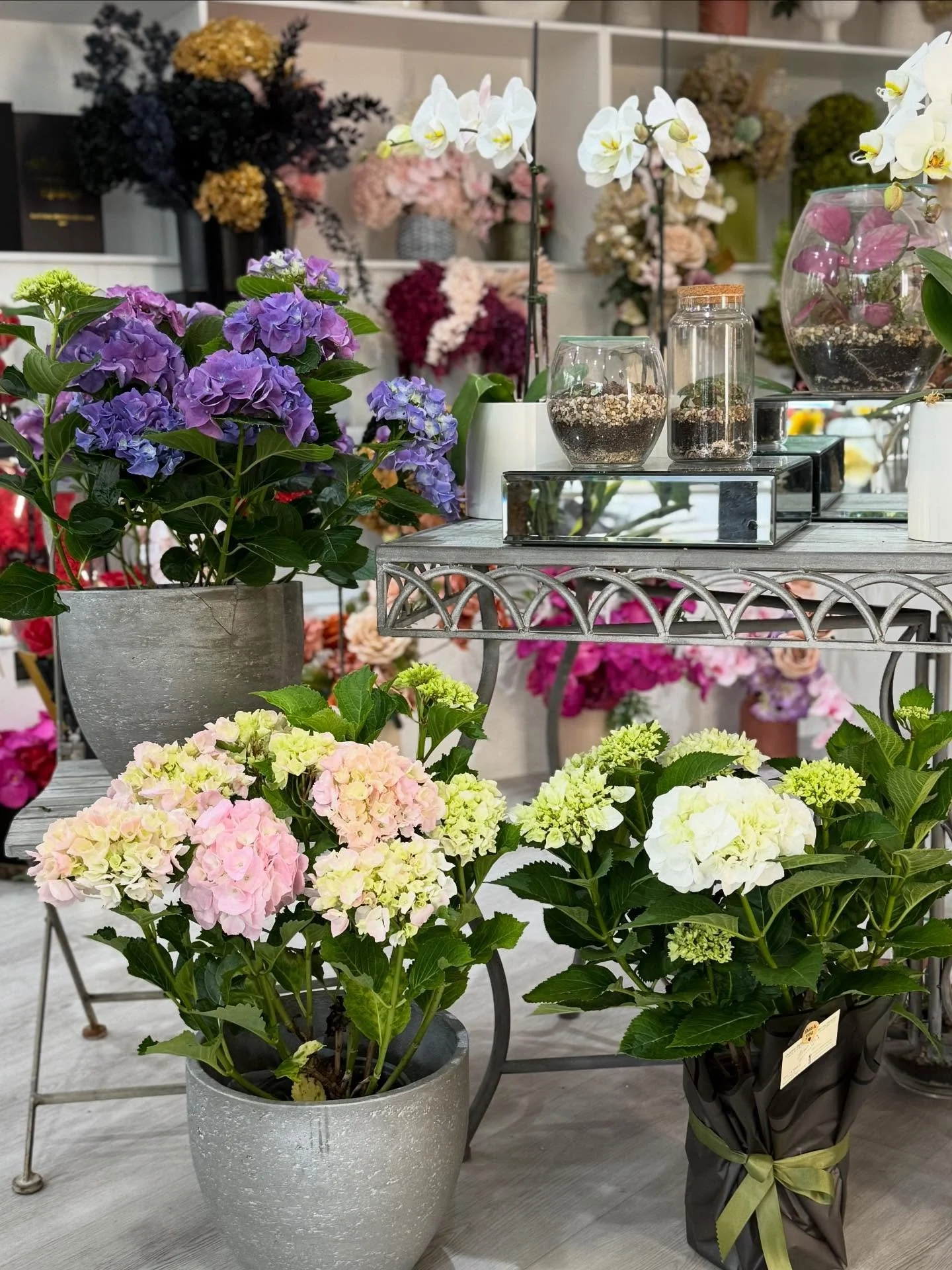 &ldquo;Fresh Hydrangeas in full bloom 🌸 Perfect for brightening any space &mdash; available now at our Bankstown store 💐✨ #FreshBlooms #FloristFavourites #bankstownflorist #plants 

Shop 1 and shop 2
7-9 cross st Bankstown 
NSW 2200