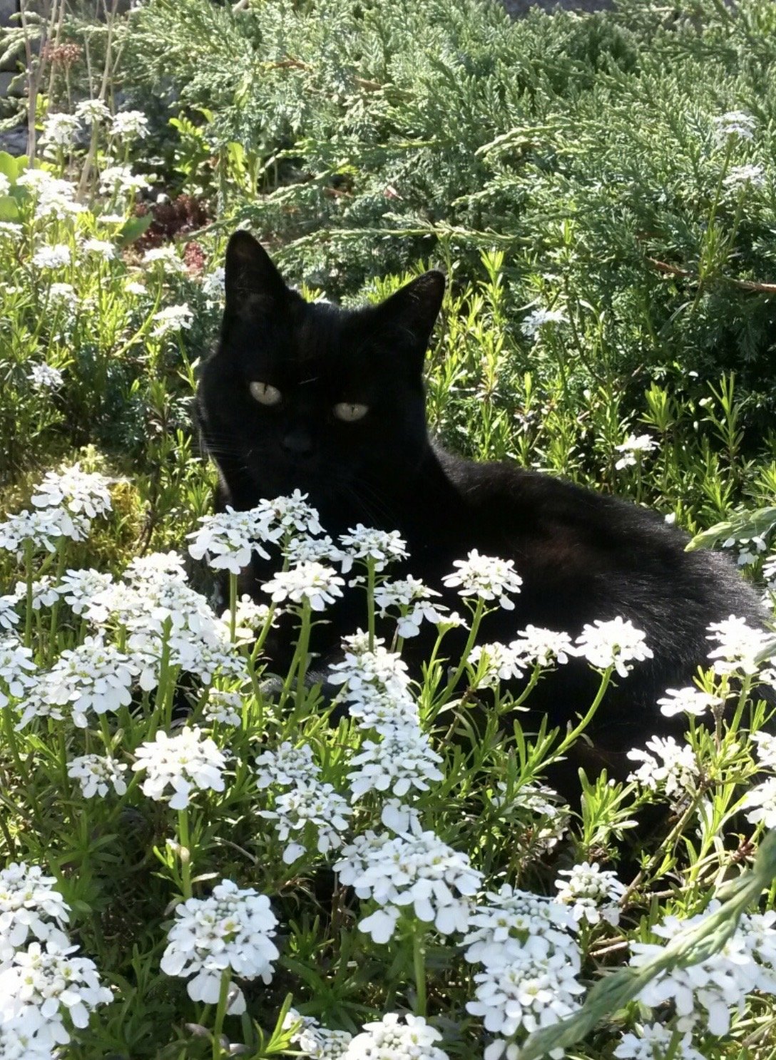 Katze im Garten schwarz