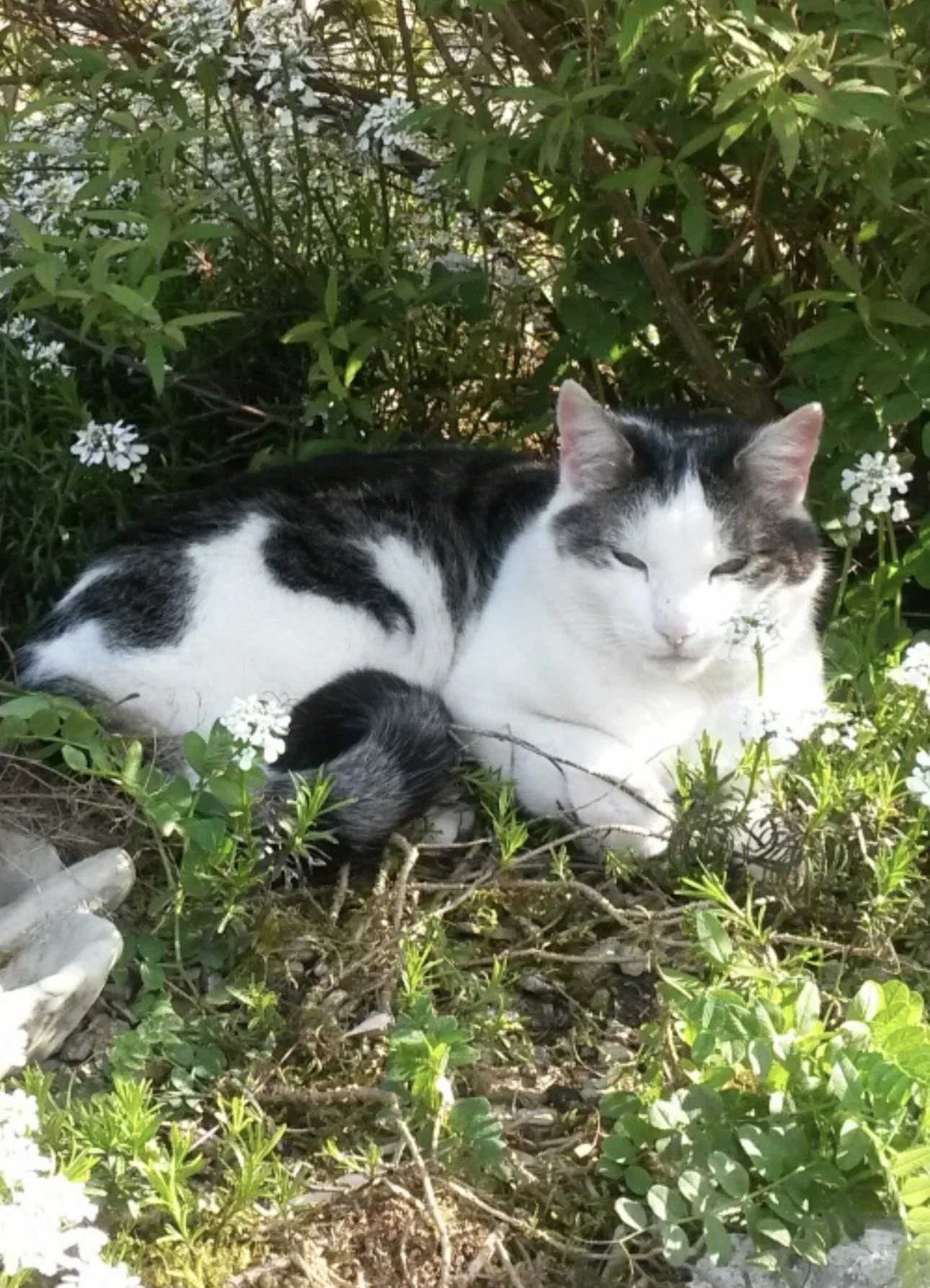 Katze im Garten schwarz weiss