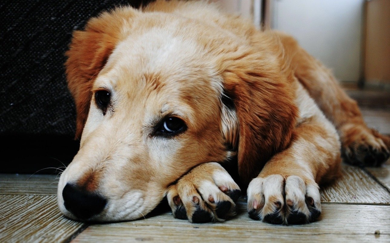 Sorgen-Hund