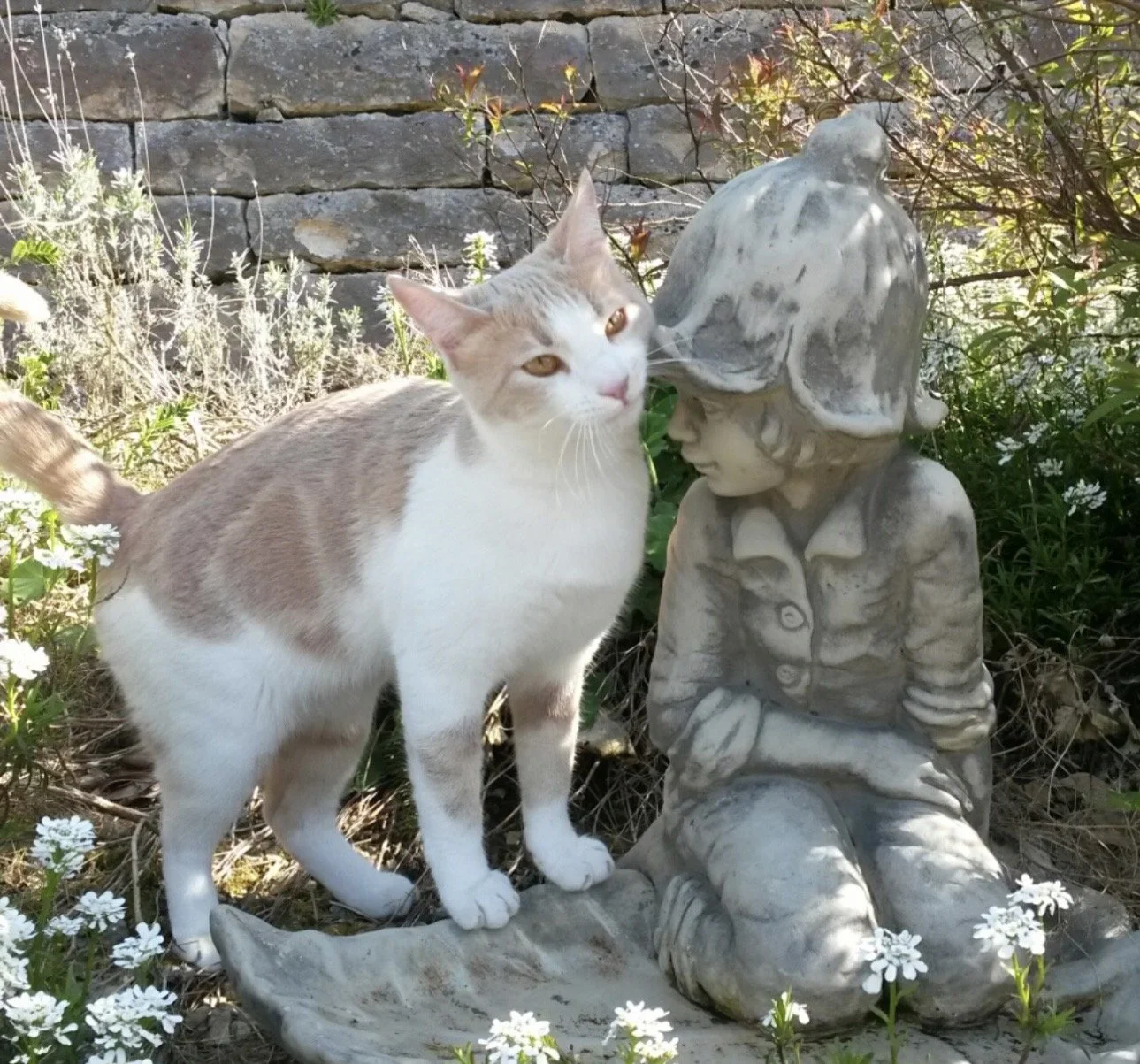 Sorge-Katze