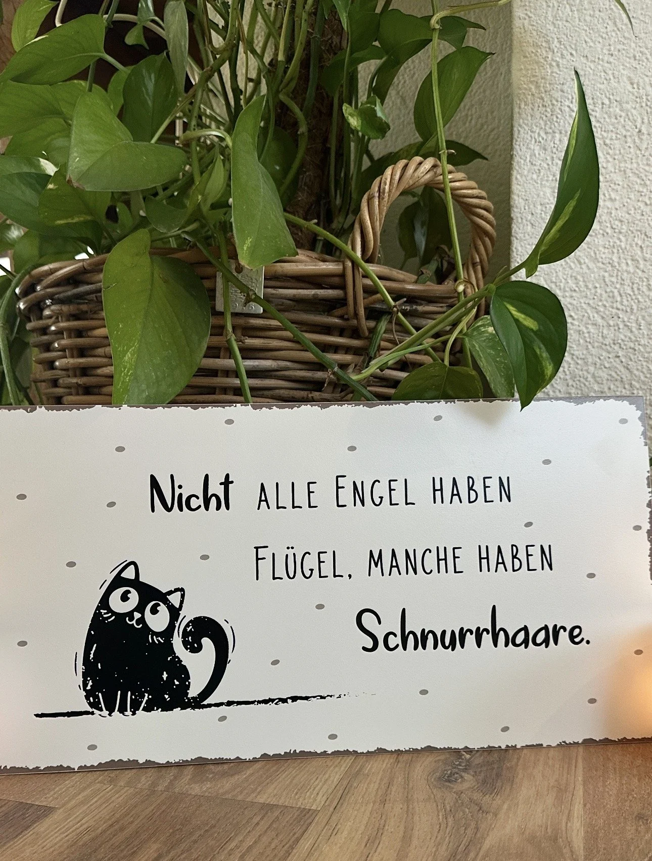 Katze
