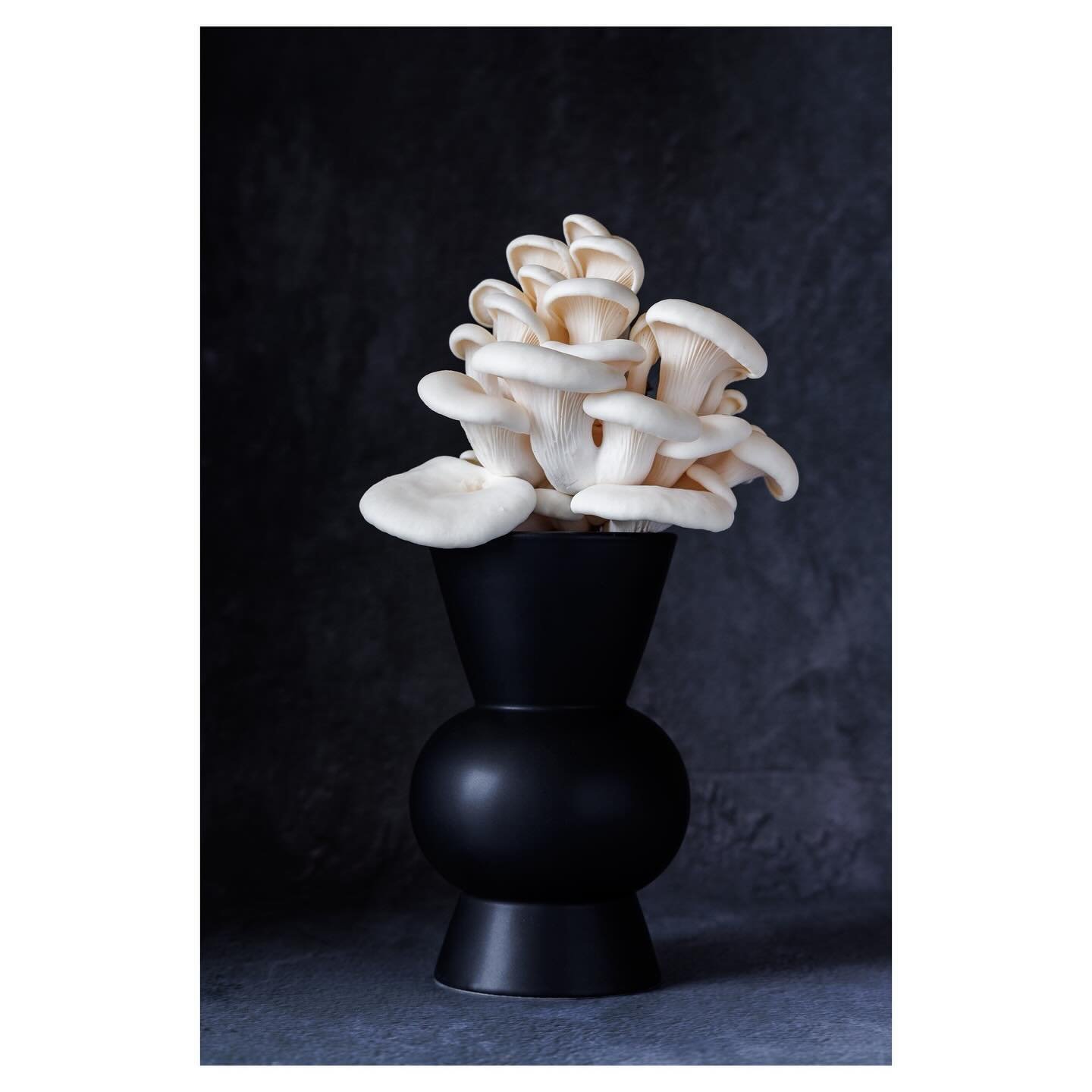 This is my favourite image from my photos currently on display at @bayley.arts open until tomorrow! 4 October - this is &lsquo;Fungi in Bloom&rsquo;. 🍄&zwj;🟫 Thankyou to Bayley Arts for the opportunity to display my work alongside the other amazing